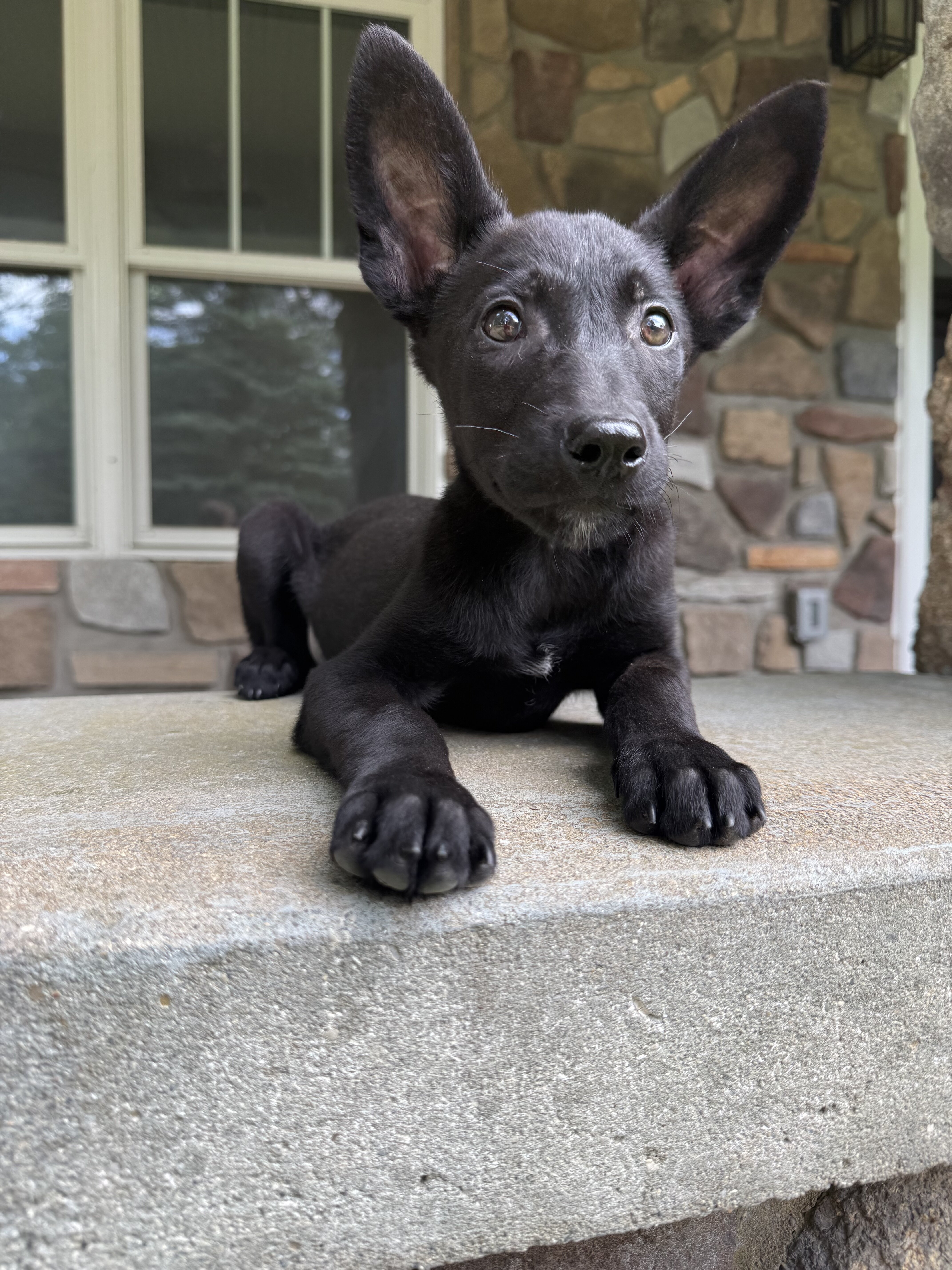Black Belgian Malinois Puppy for sale-Chase image 4