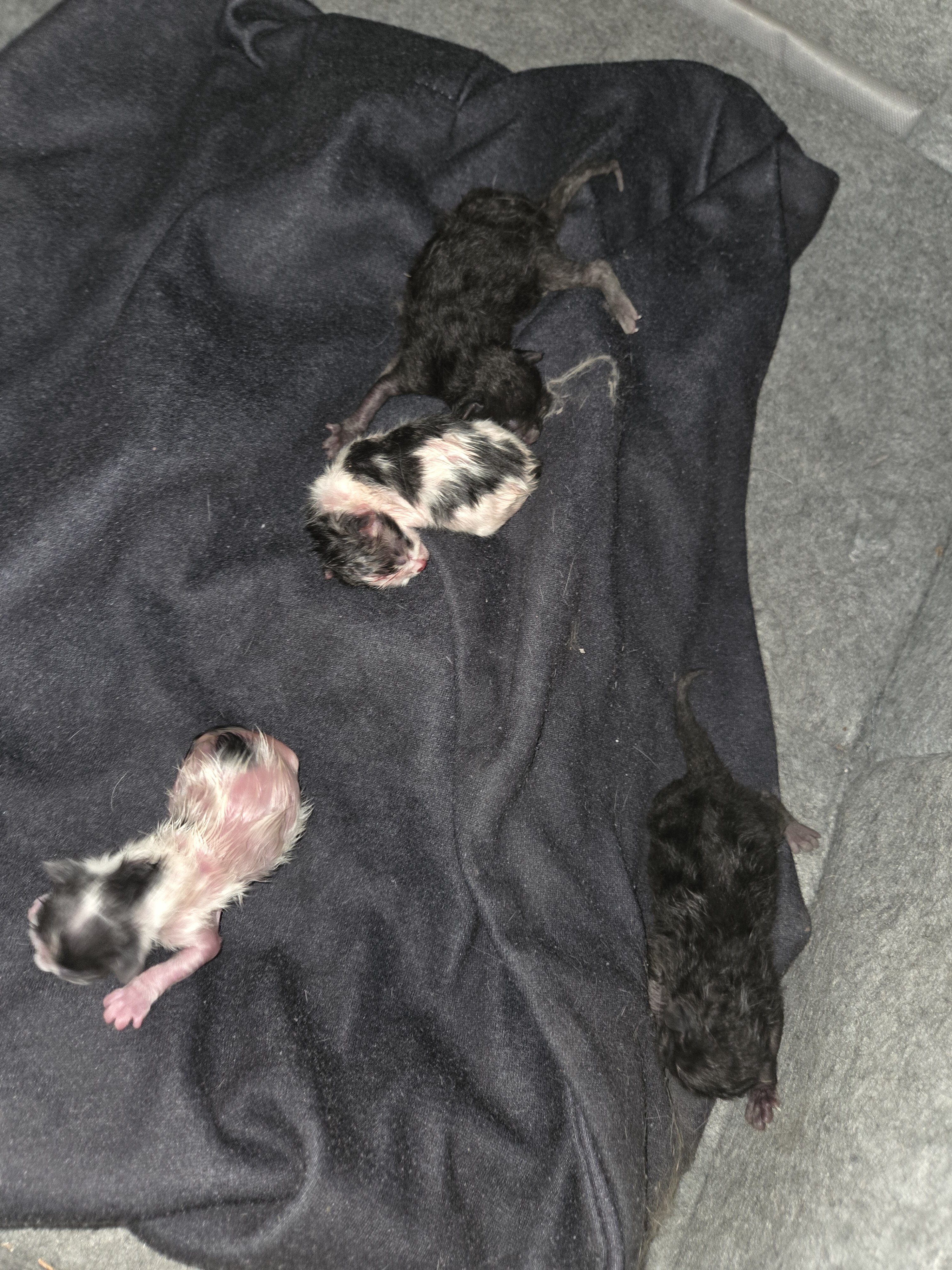 Kittens just born free rehome fee image 3