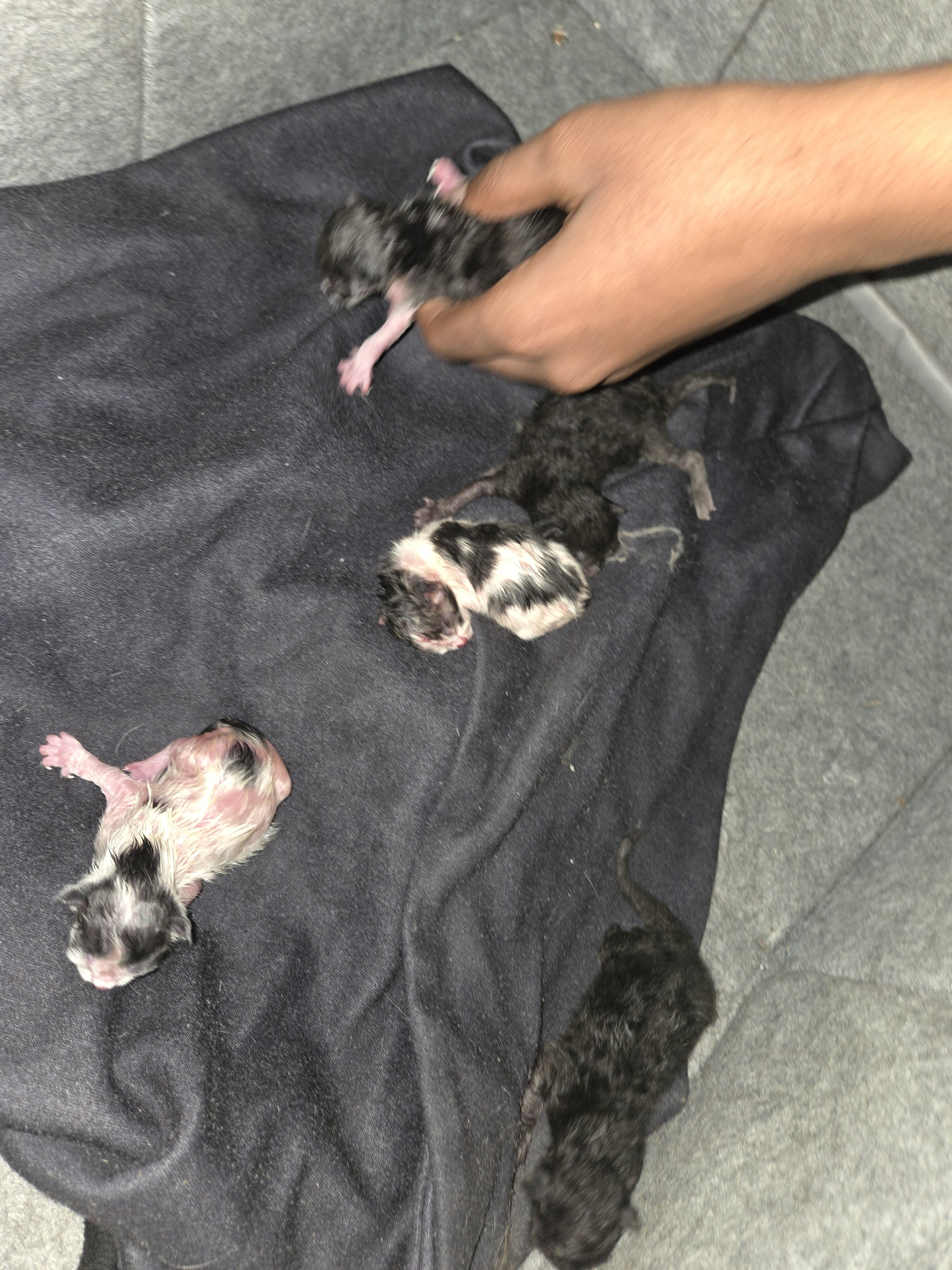 Kittens just born free rehome fee image 5