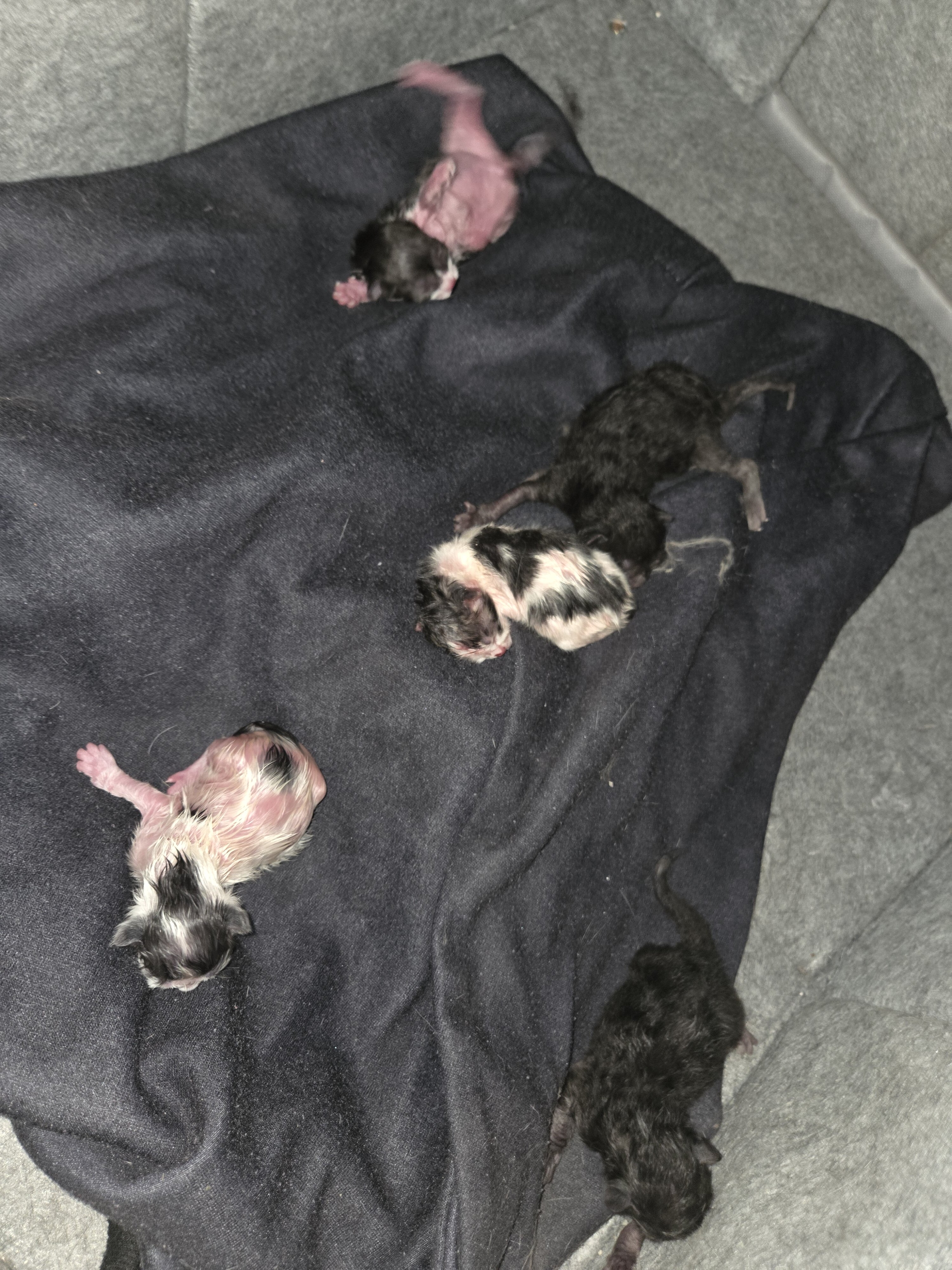 Kittens just born free rehome fee image 1