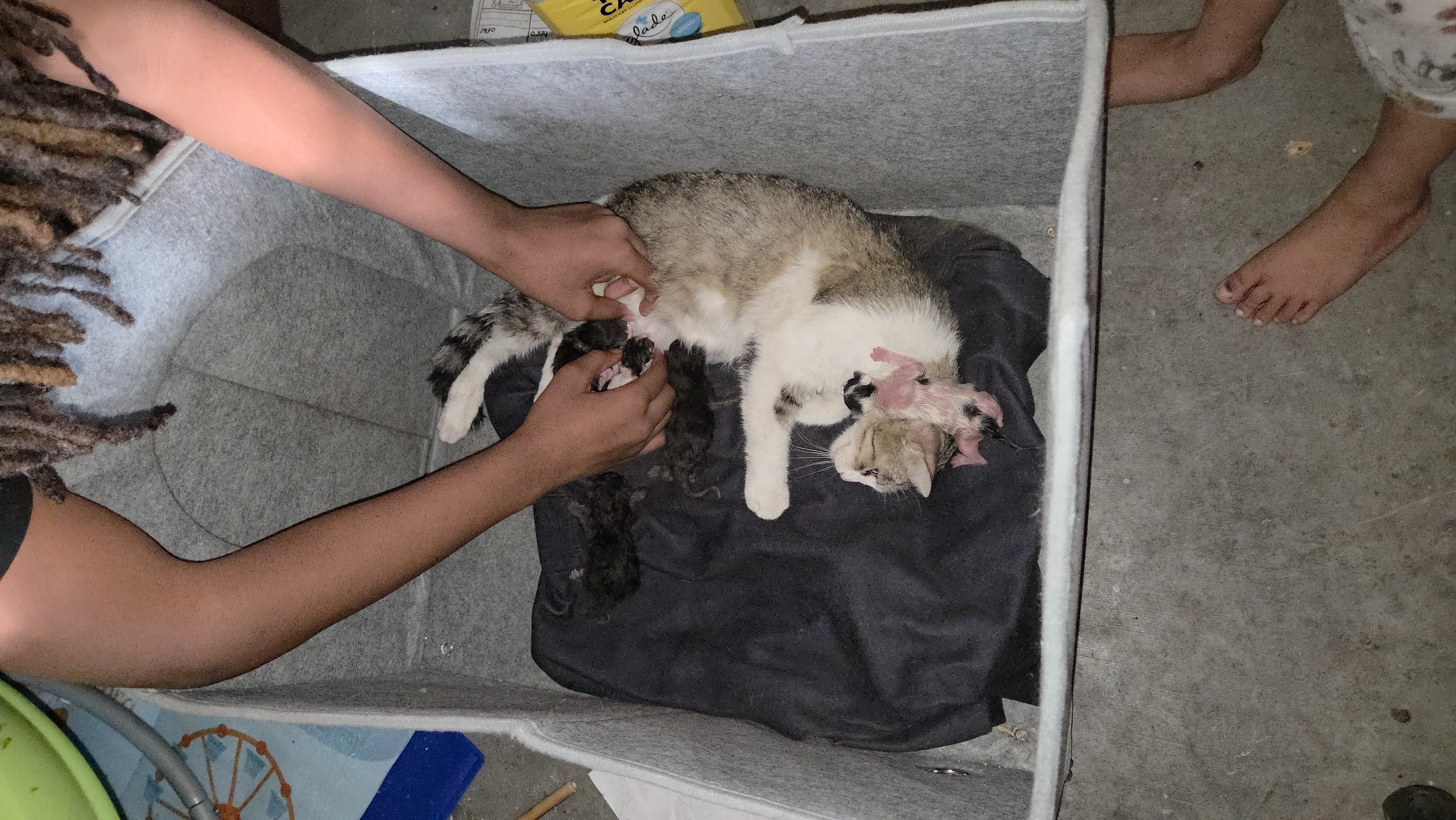Kittens just born free rehome fee image 6