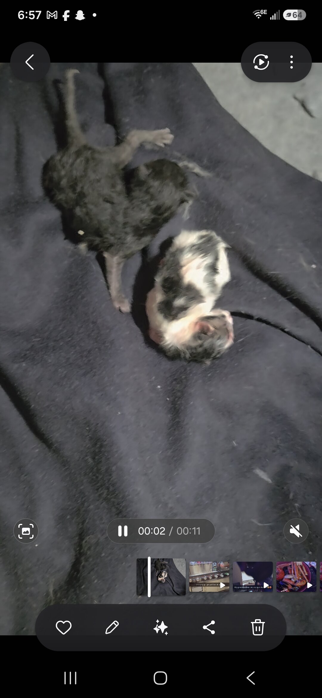 Kittens just born free rehome fee image 7