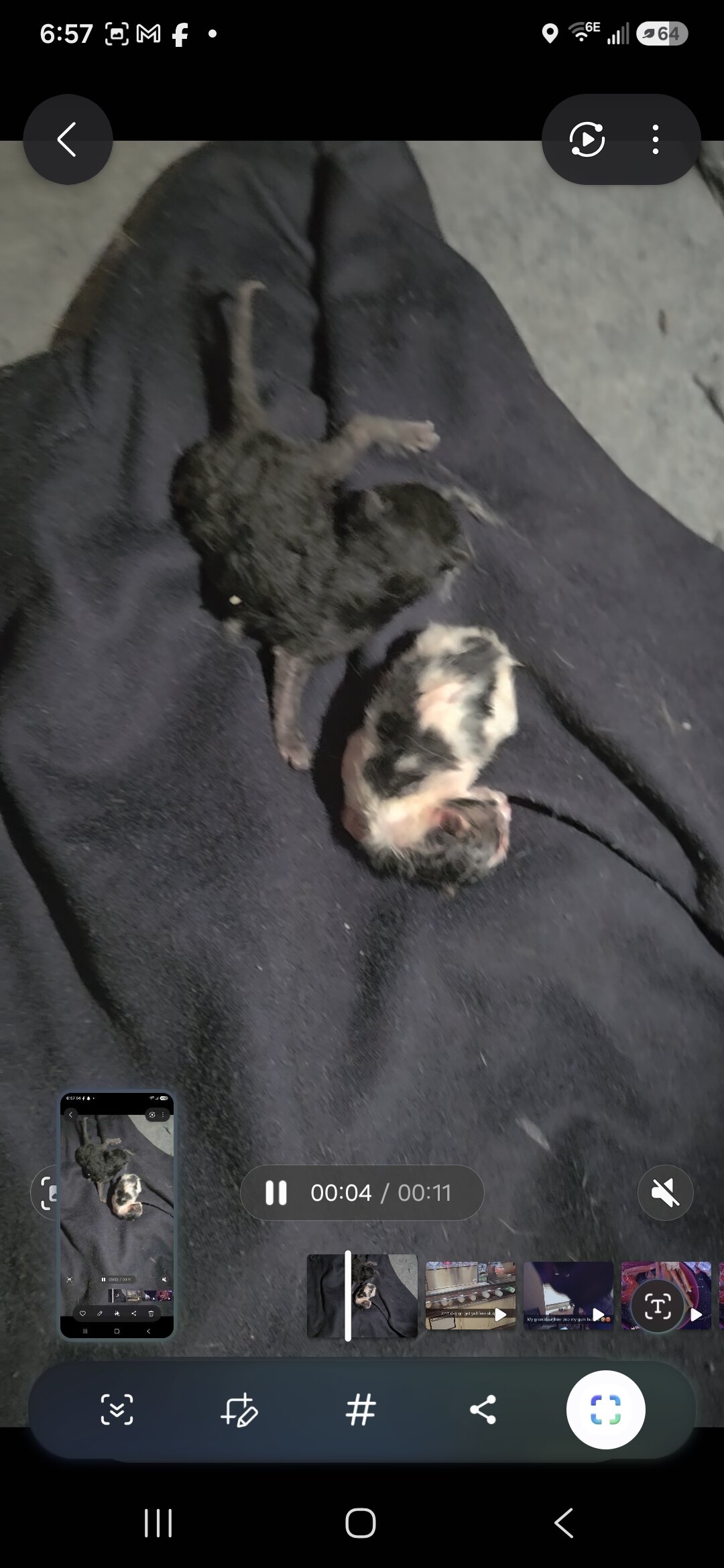 Kittens just born free rehome fee image 4