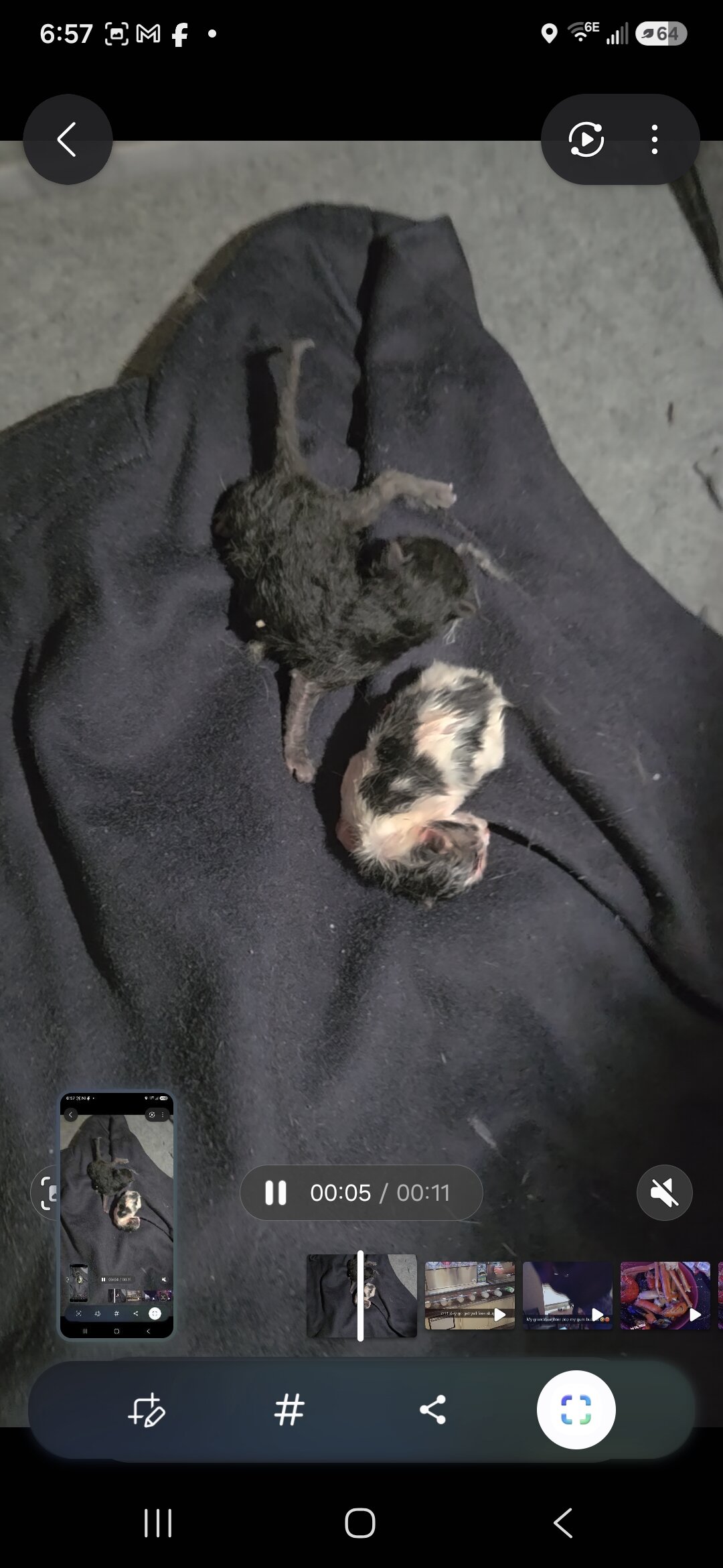 Kittens just born free rehome fee image 2