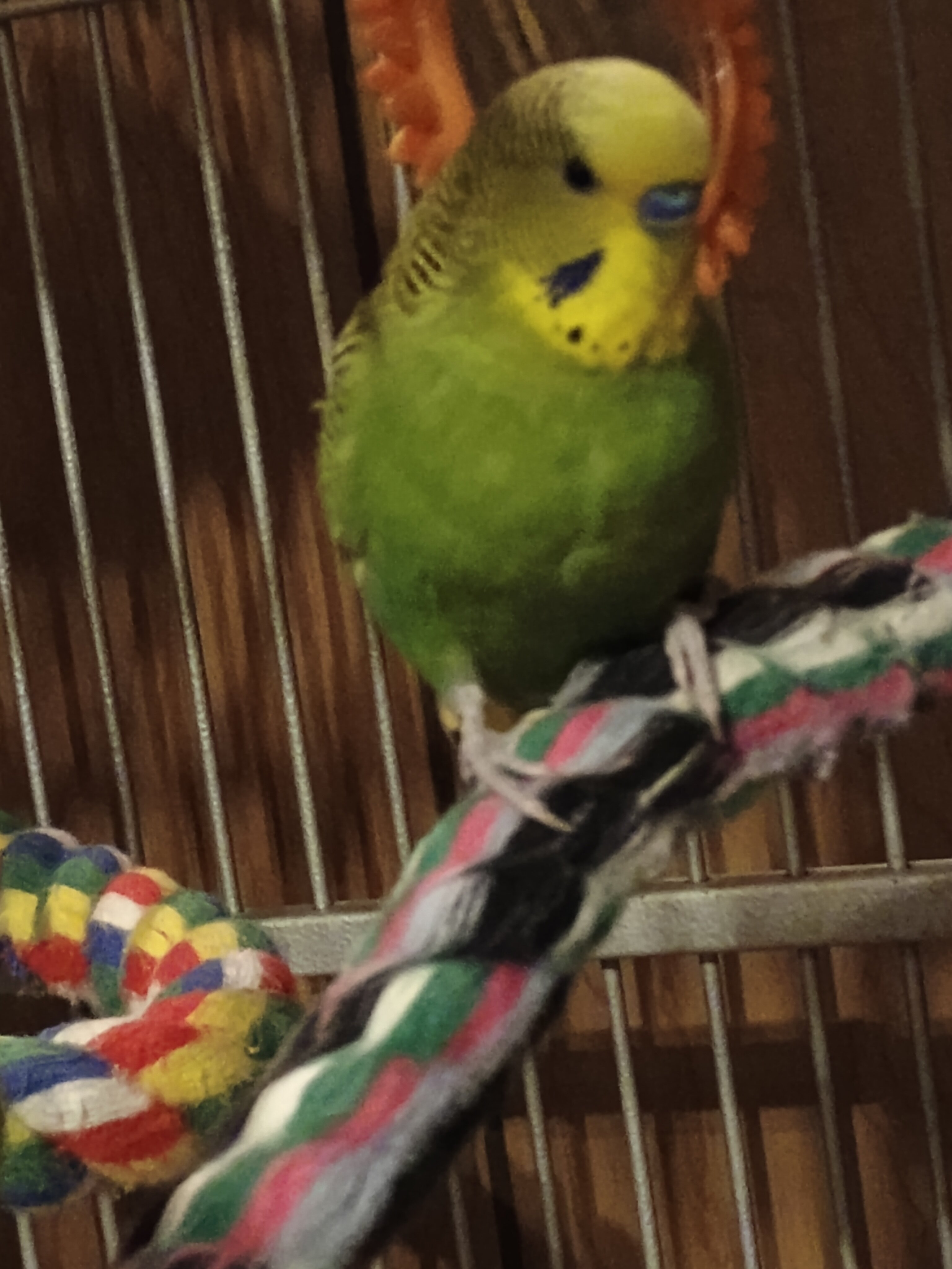 Four pair of parakeets image 1