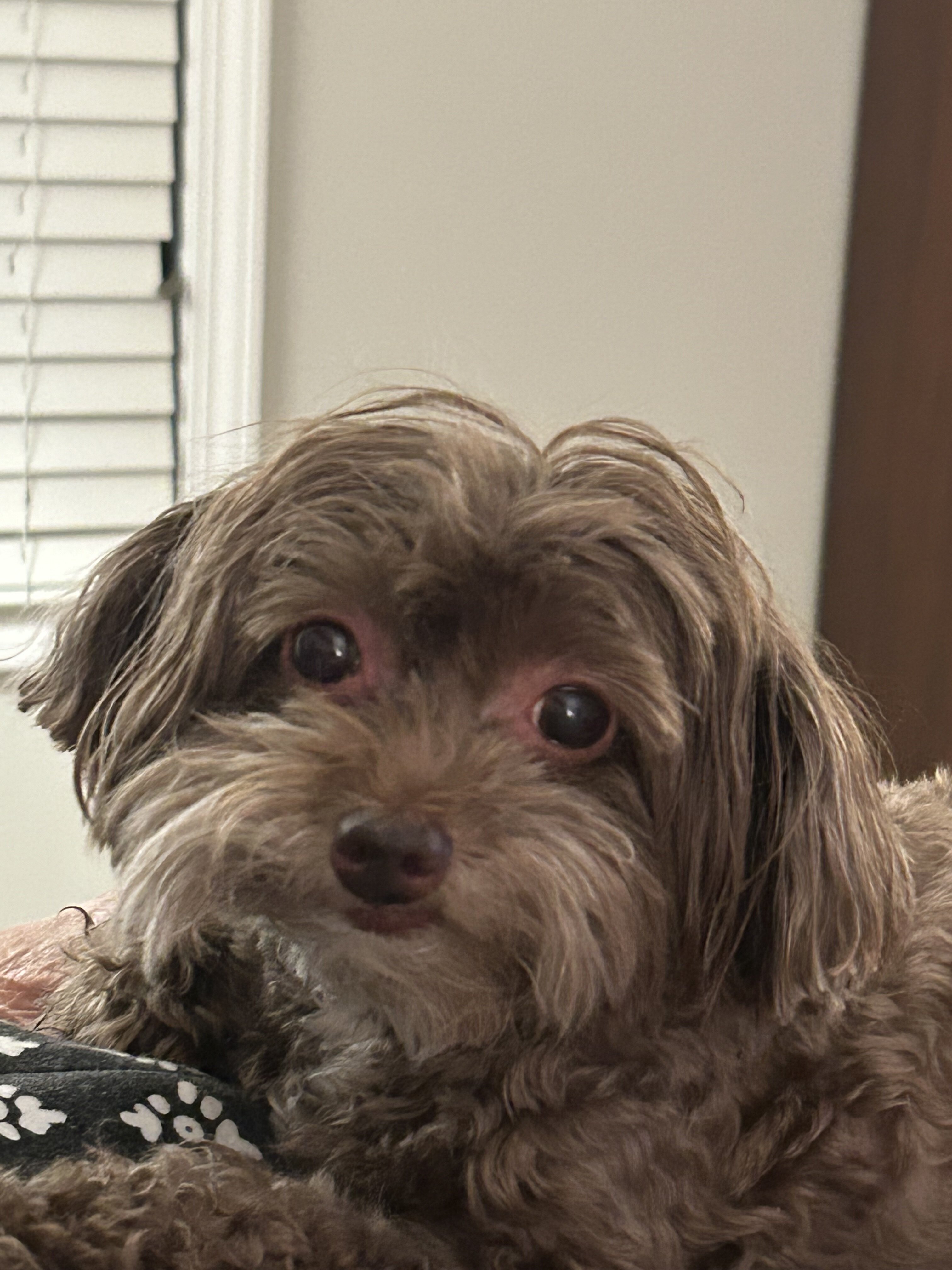 Small 11 yr old dog image 1