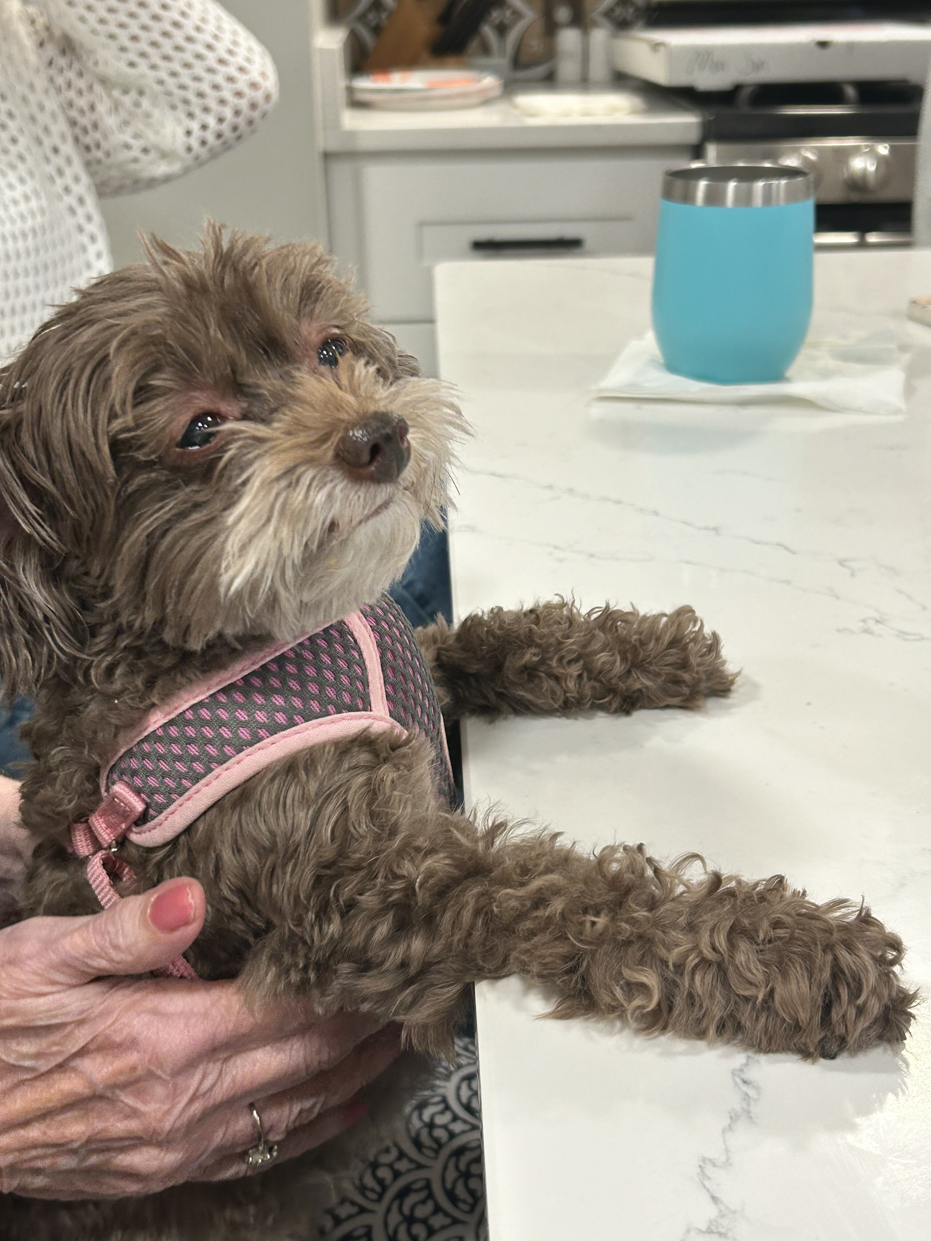 Small 11 yr old dog image 2