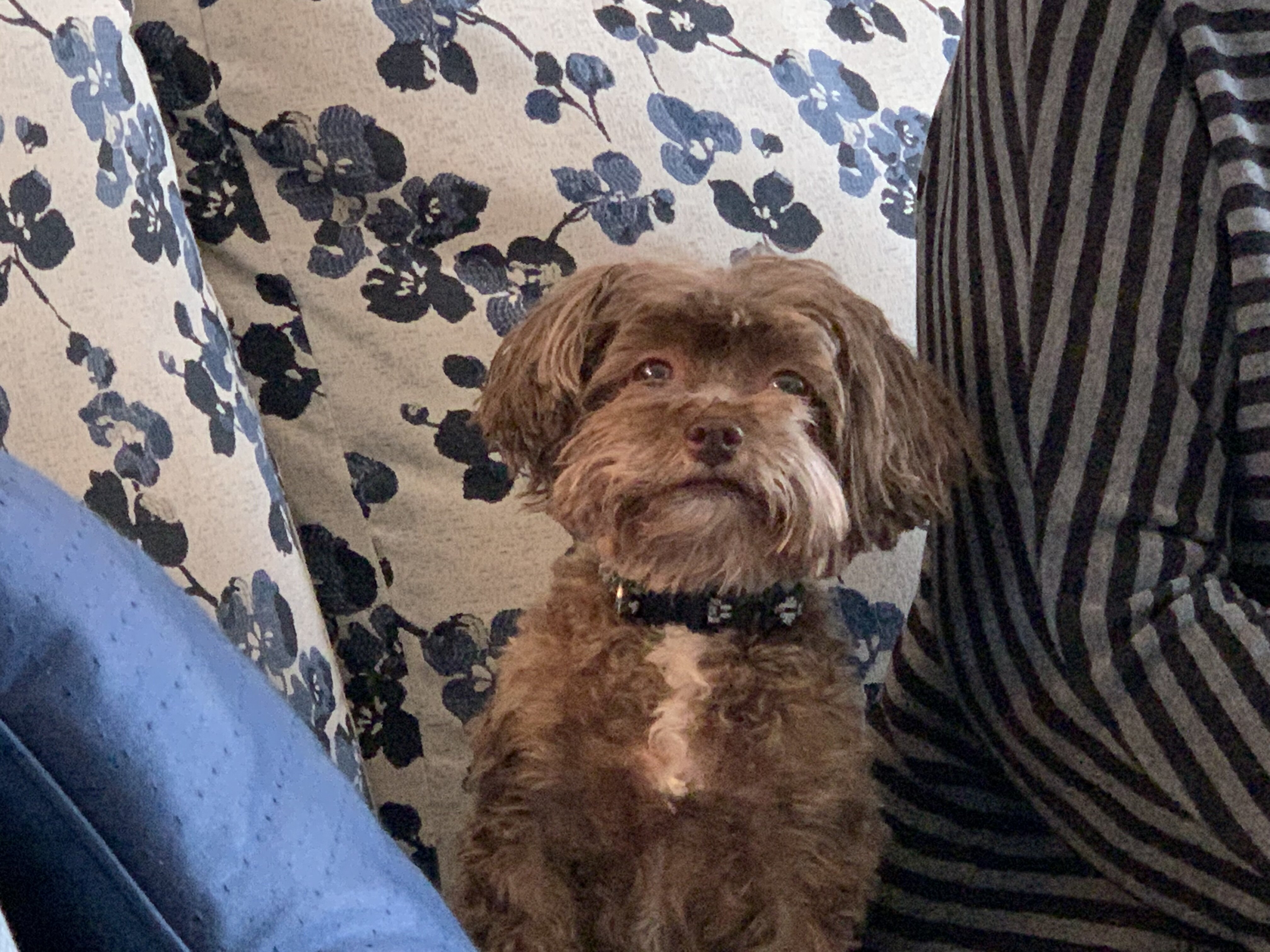 Small 11 yr old dog image 3