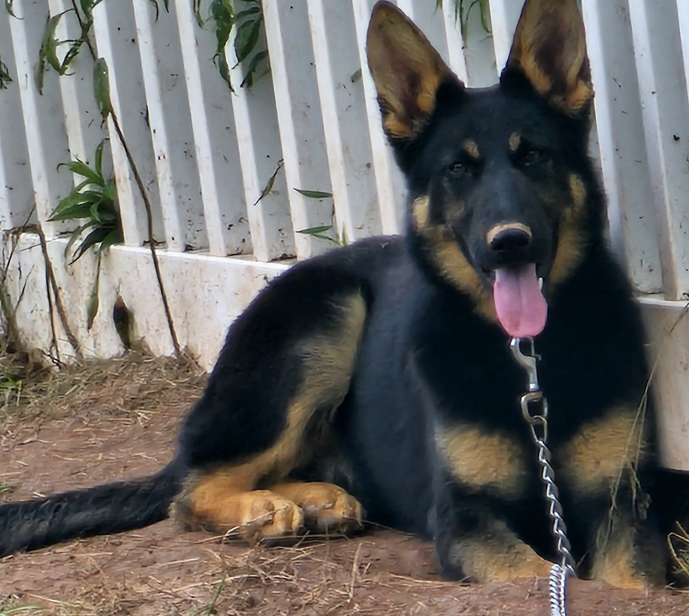 Purebred German shepards image 1