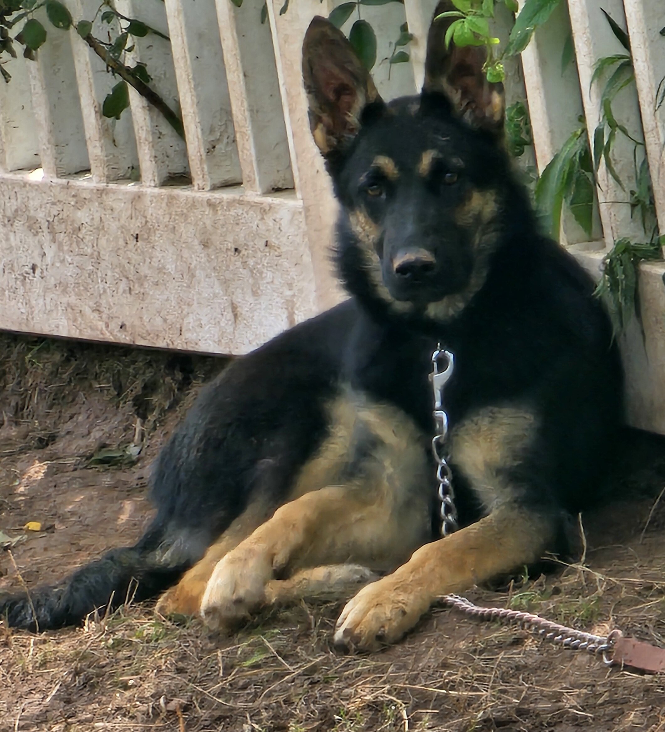 Purebred German shepards image 5