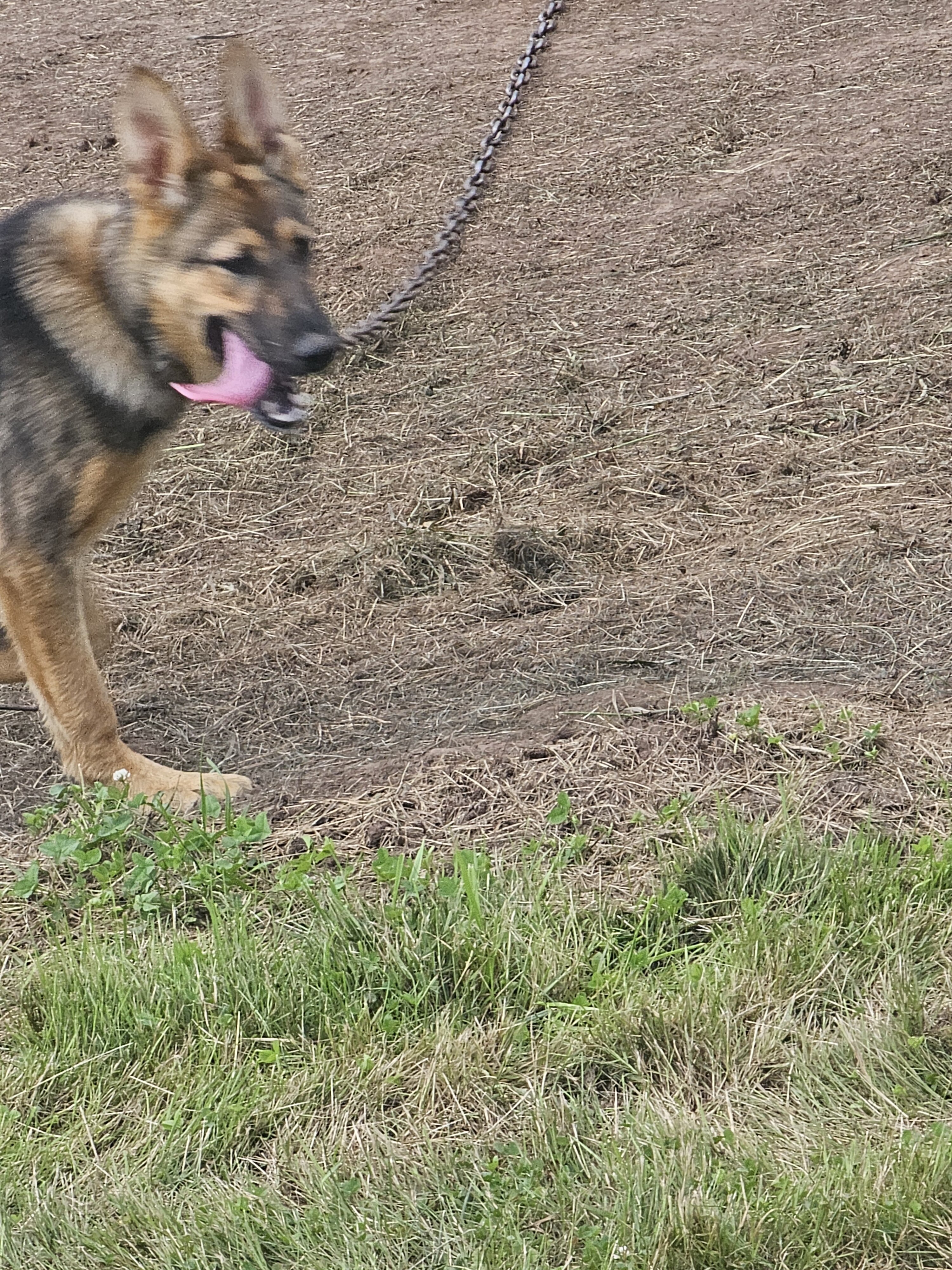 Purebred German shepards image 4