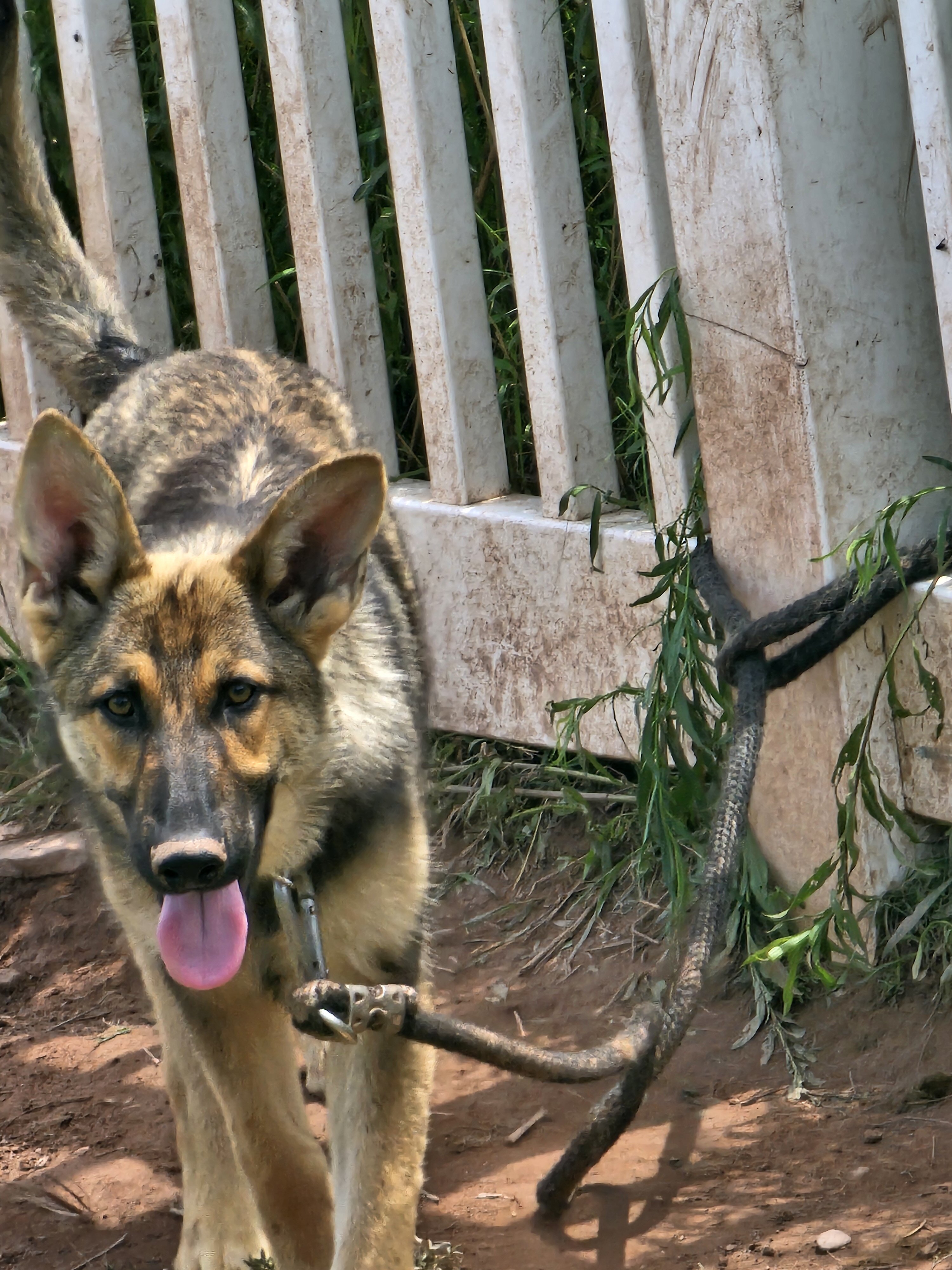 Purebred German shepards image 3