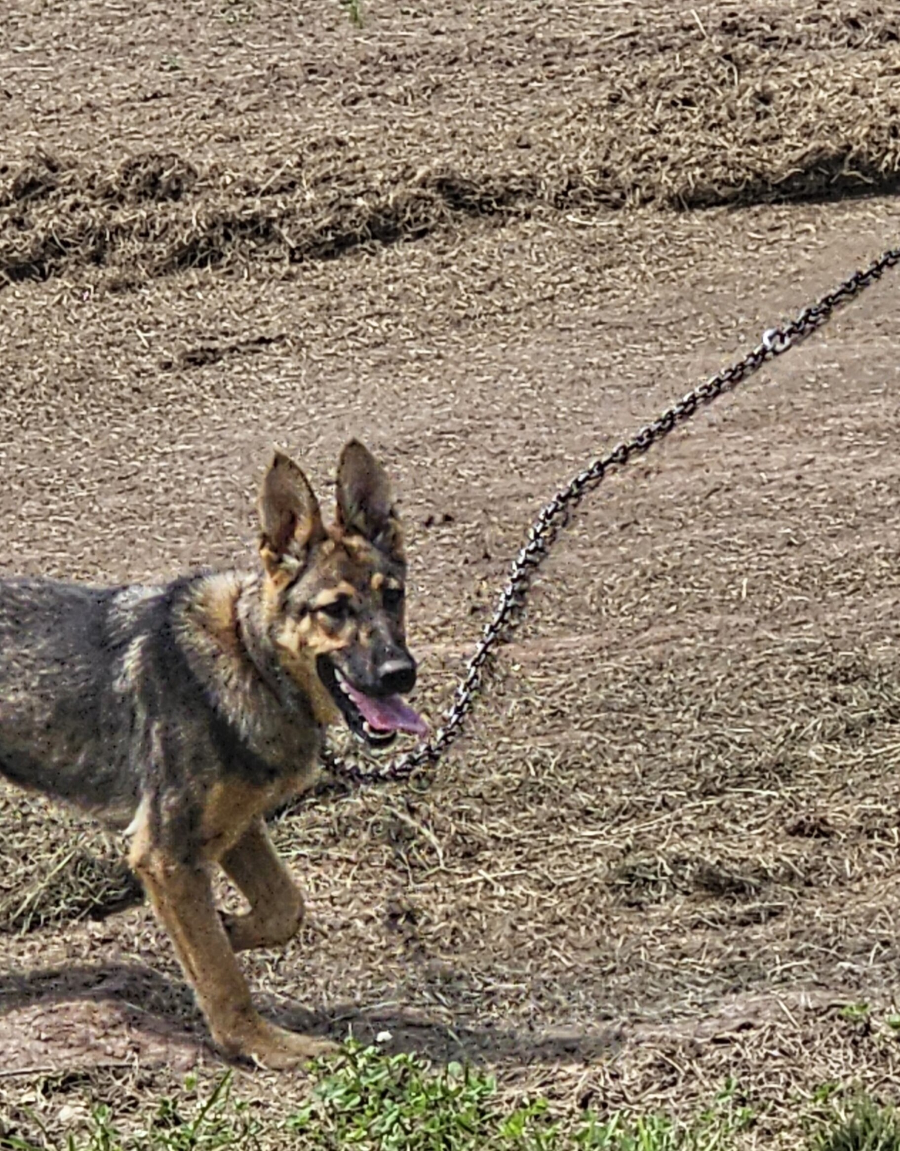 Purebred German shepards image 2