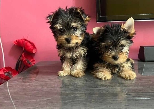 Super Fluffy Adorable Yorkie Puppies Ready to go! image 1