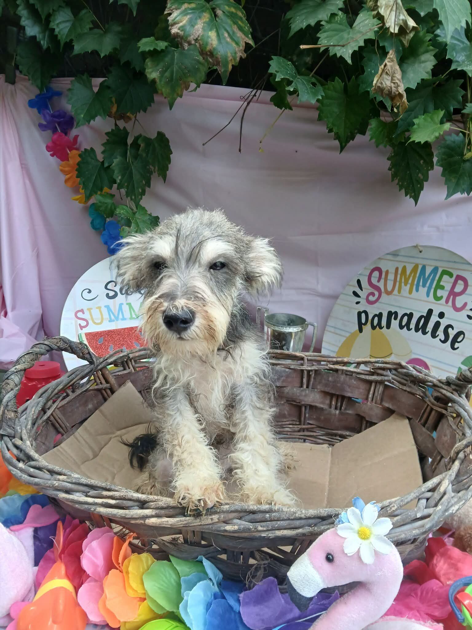 Cute Male Miniature Schnauzer Puppy image 1