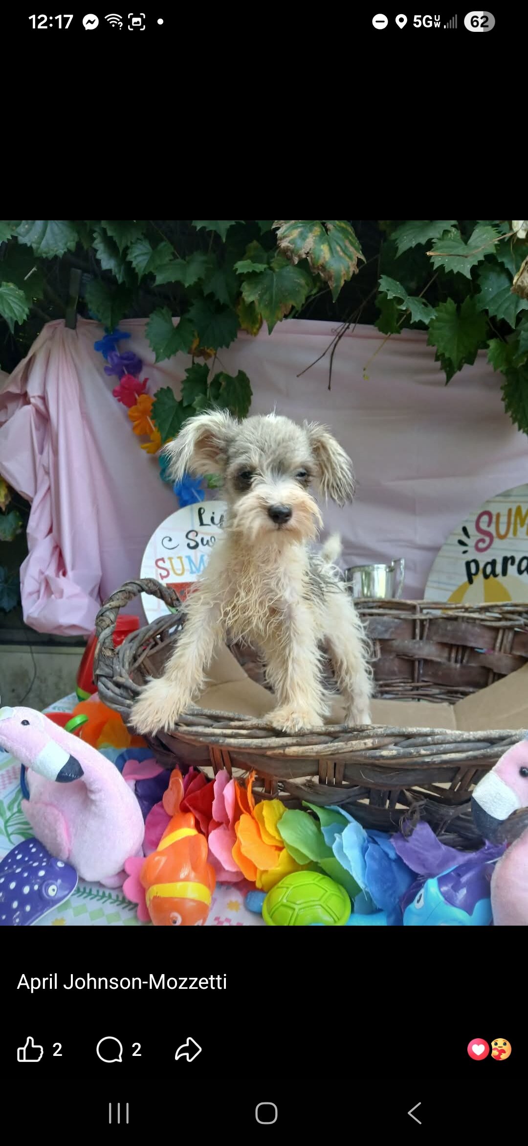Adorable Miniature Schnauzer Salt and Pepper Parti image 1