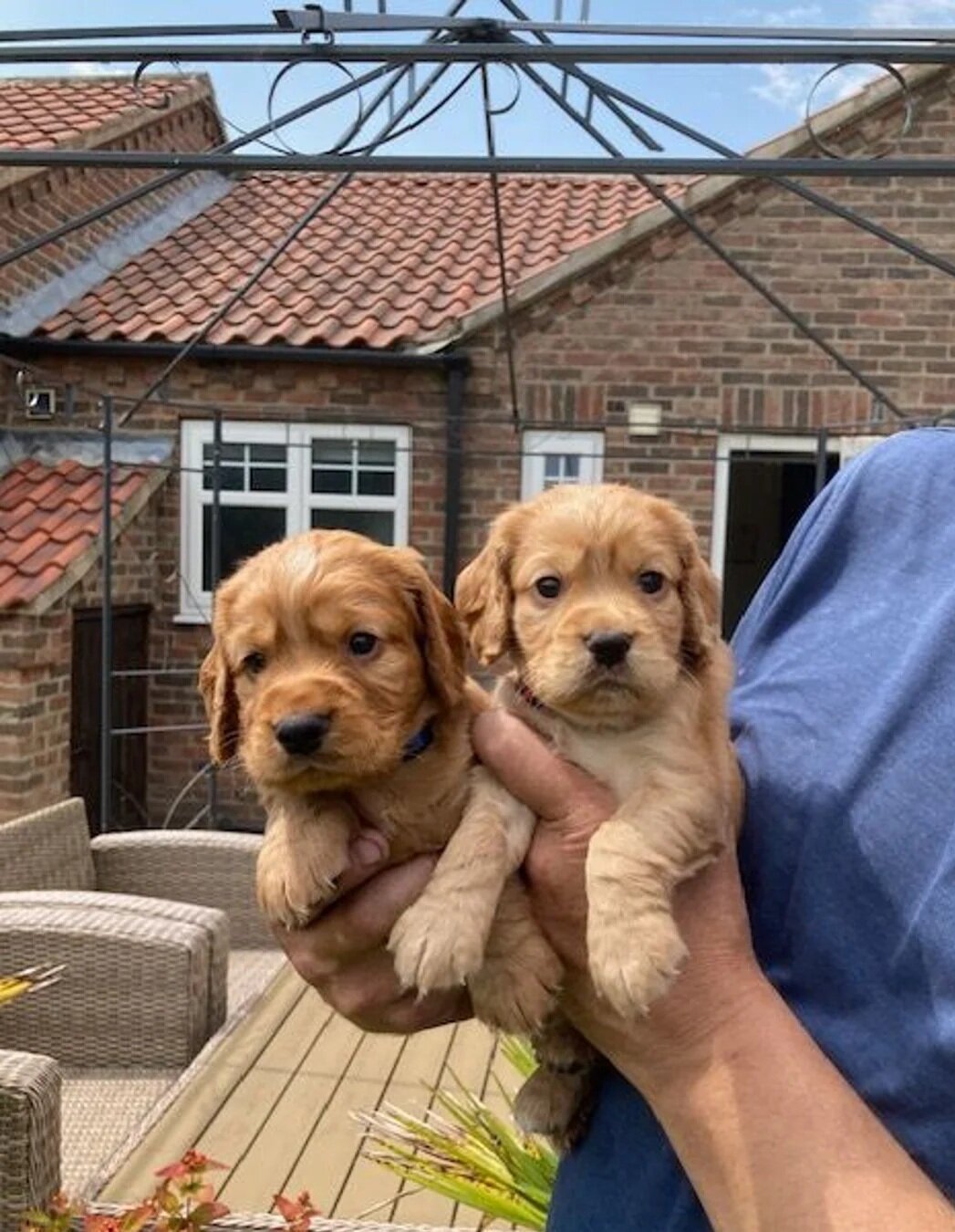 Beautiful cocker spaniel puppies image 1