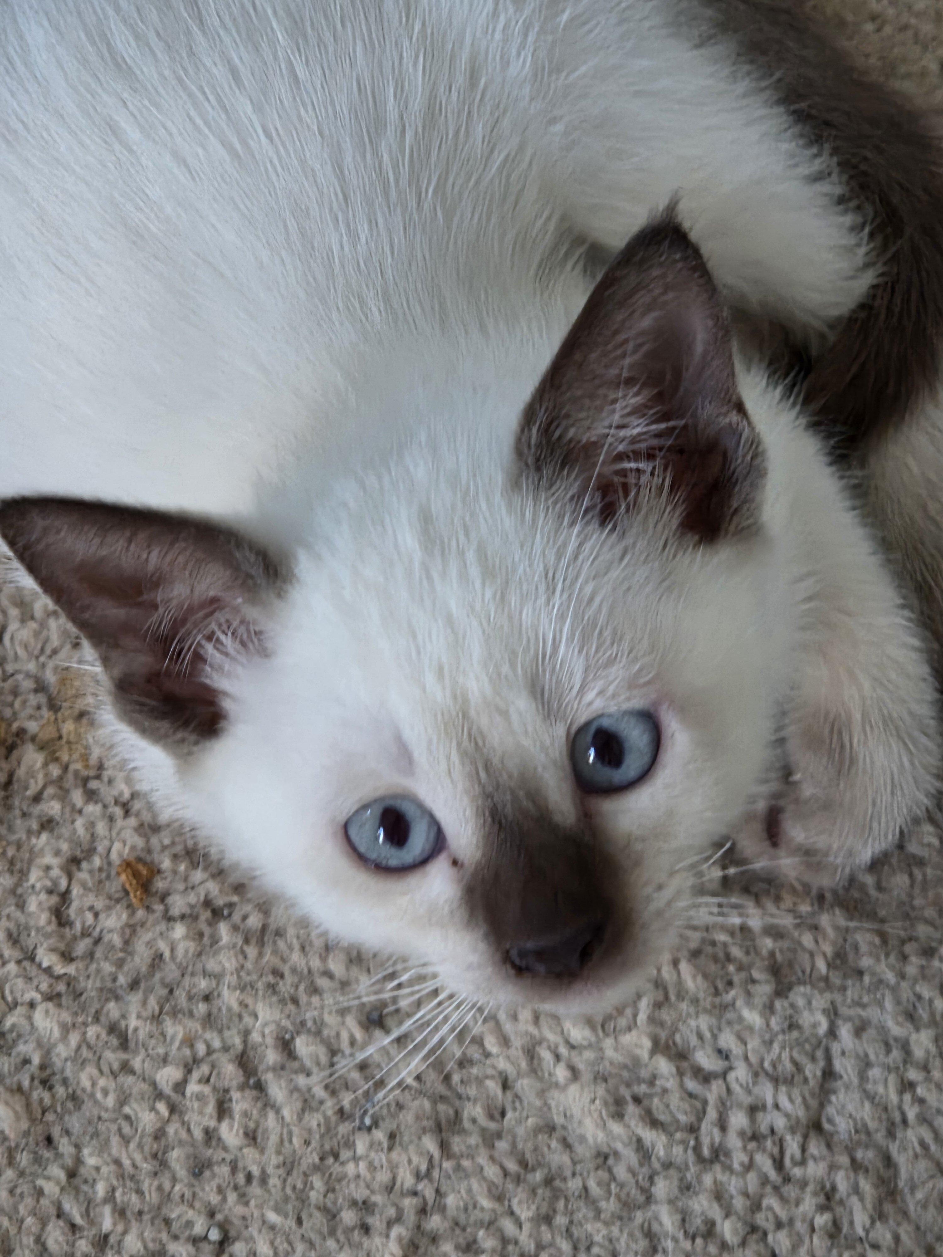 Siamese kittens image 6