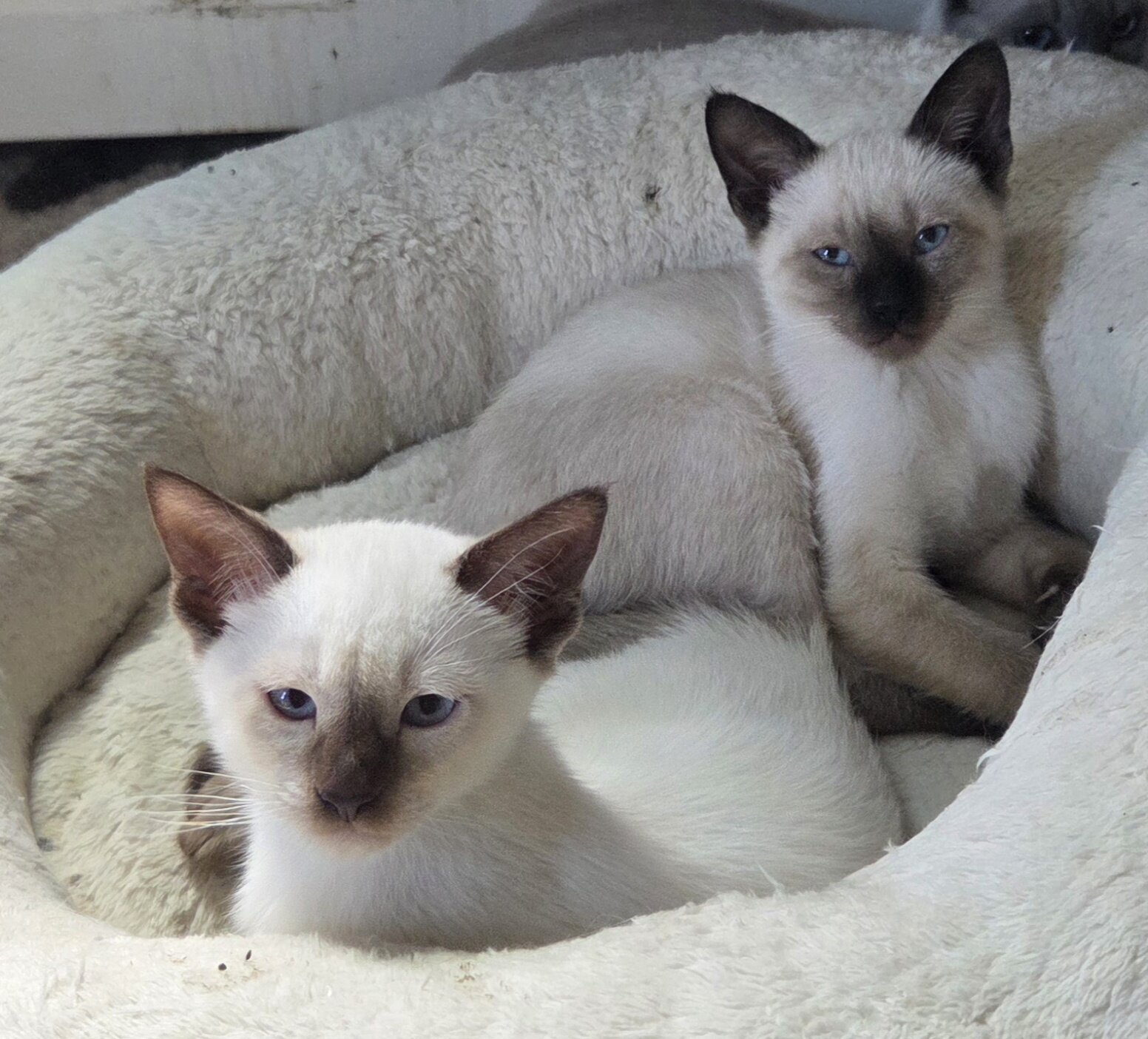 Siamese kittens image 3