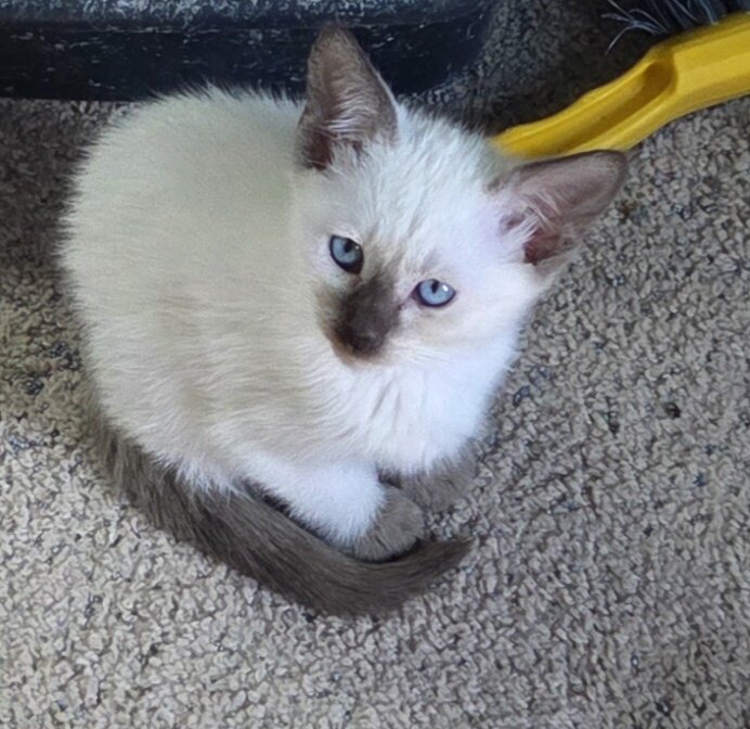 Siamese kittens image 2