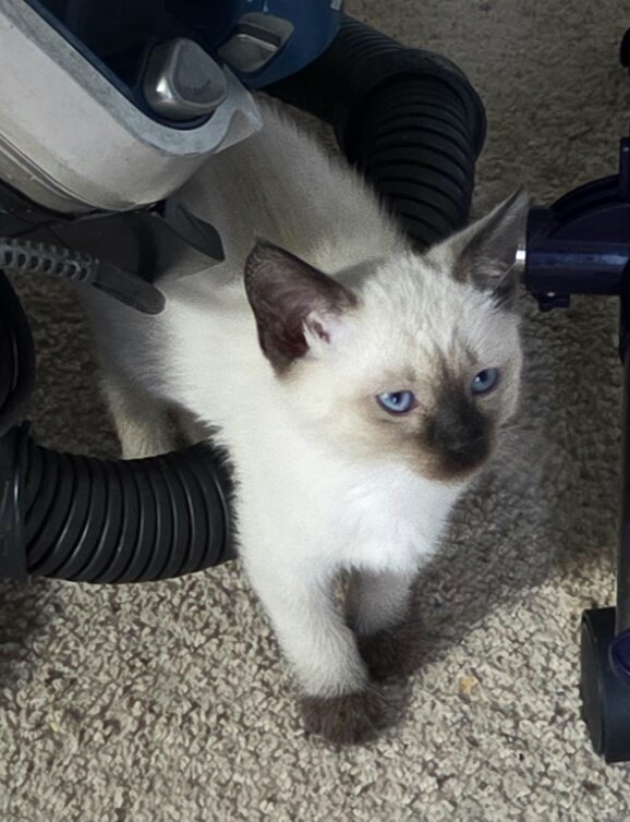 Siamese kittens image 1