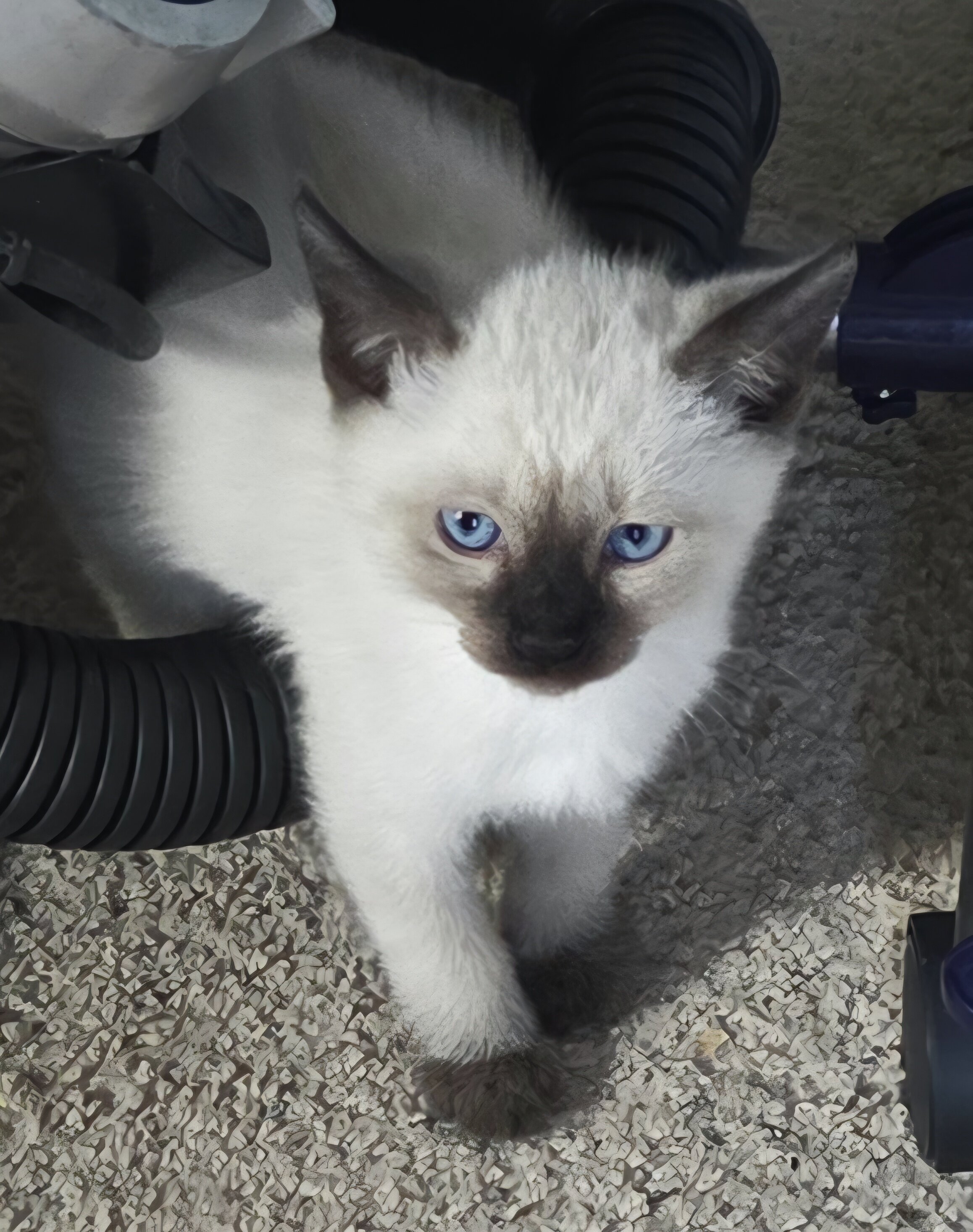 Siamese kittens image 5