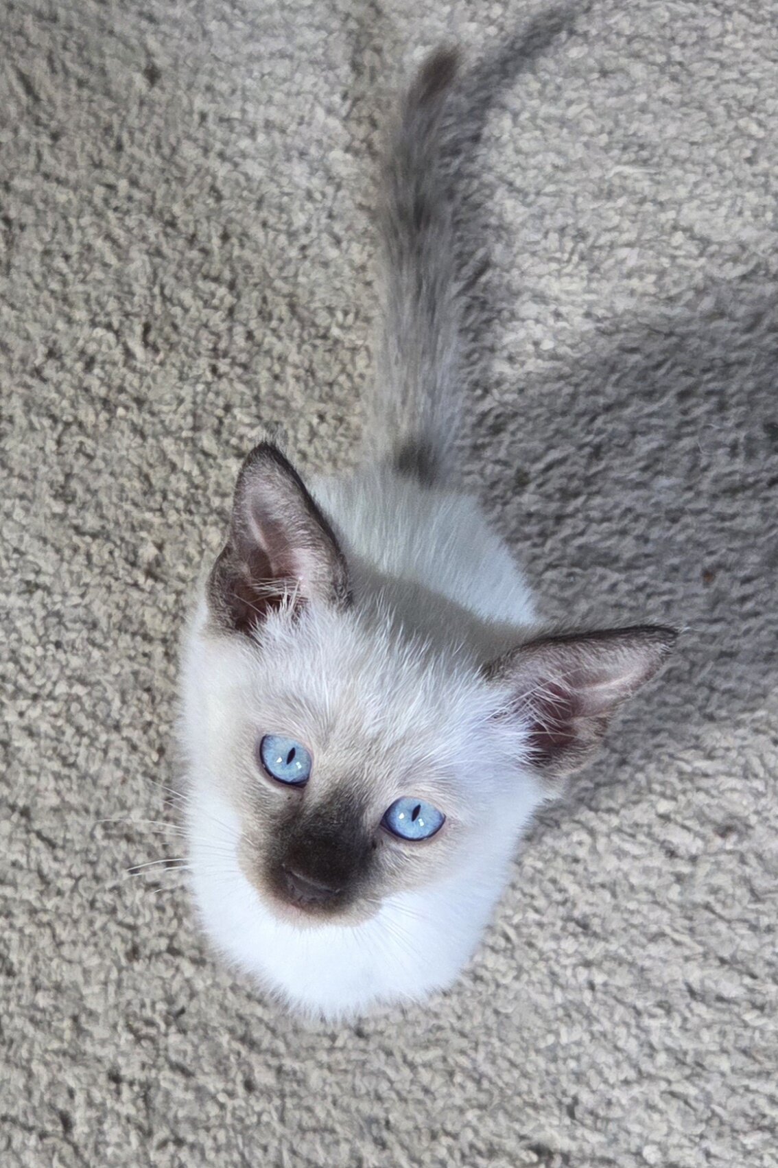 Siamese kittens image 4