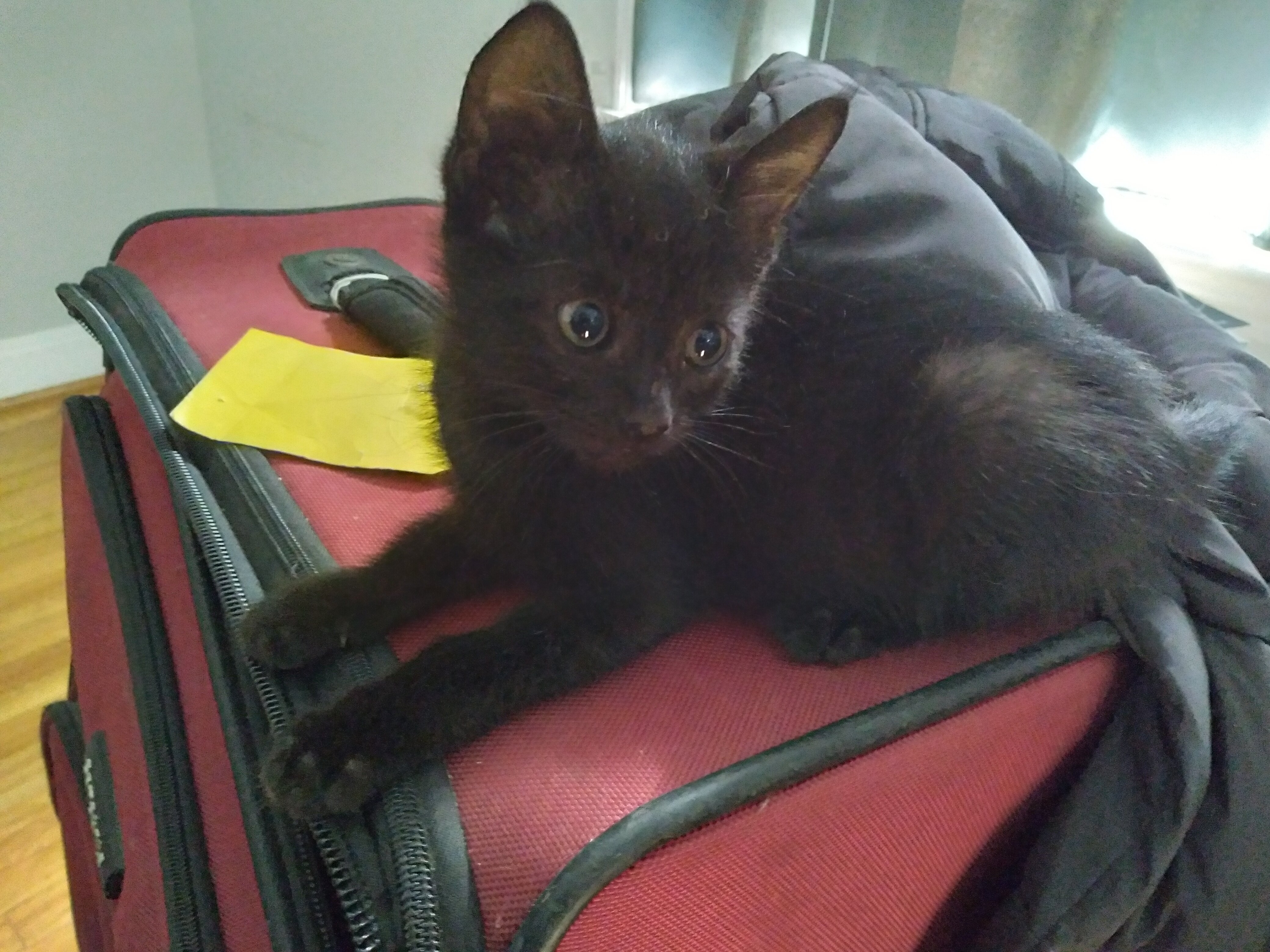 2 kittens image 3