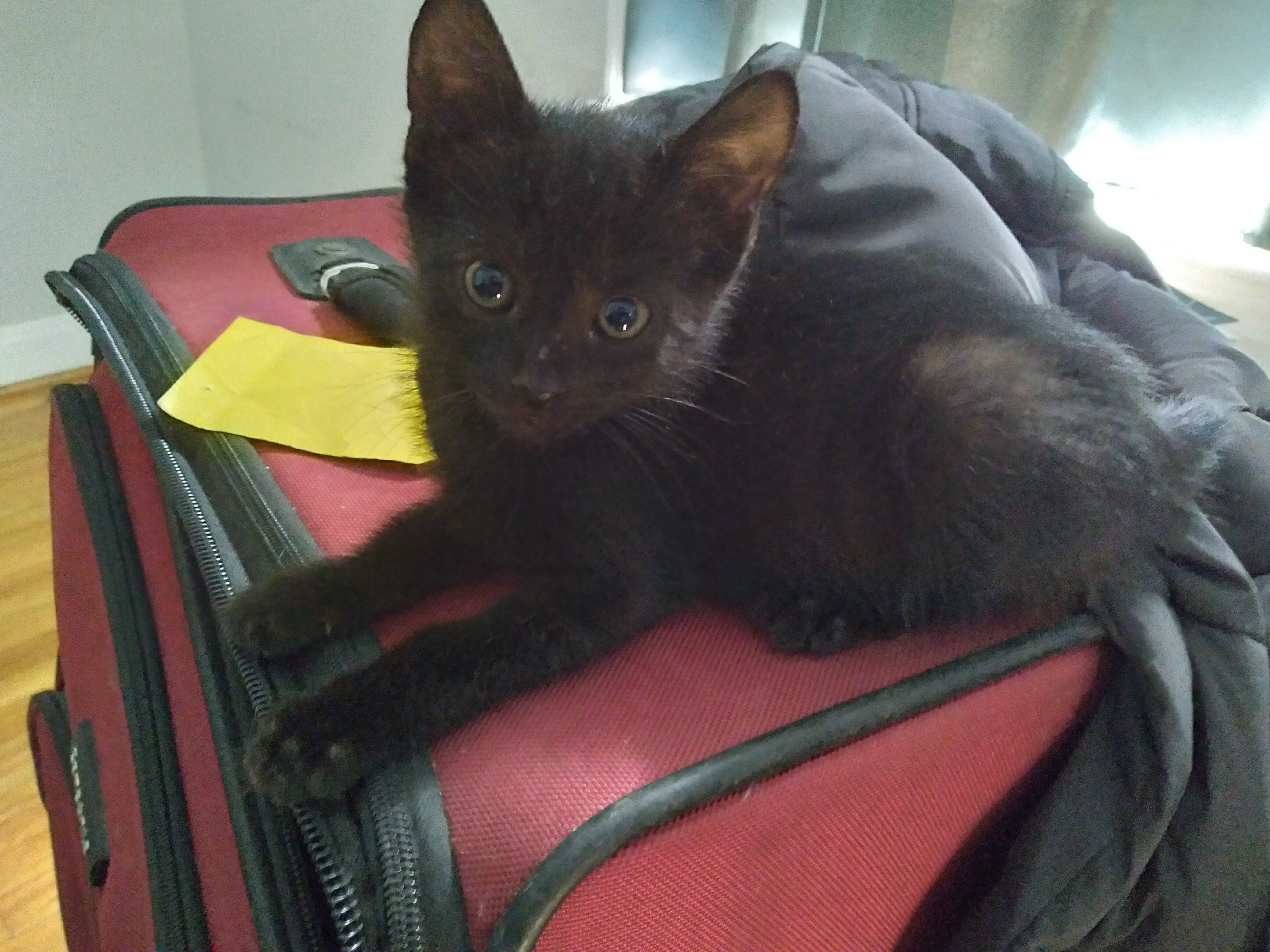 2 kittens image 1