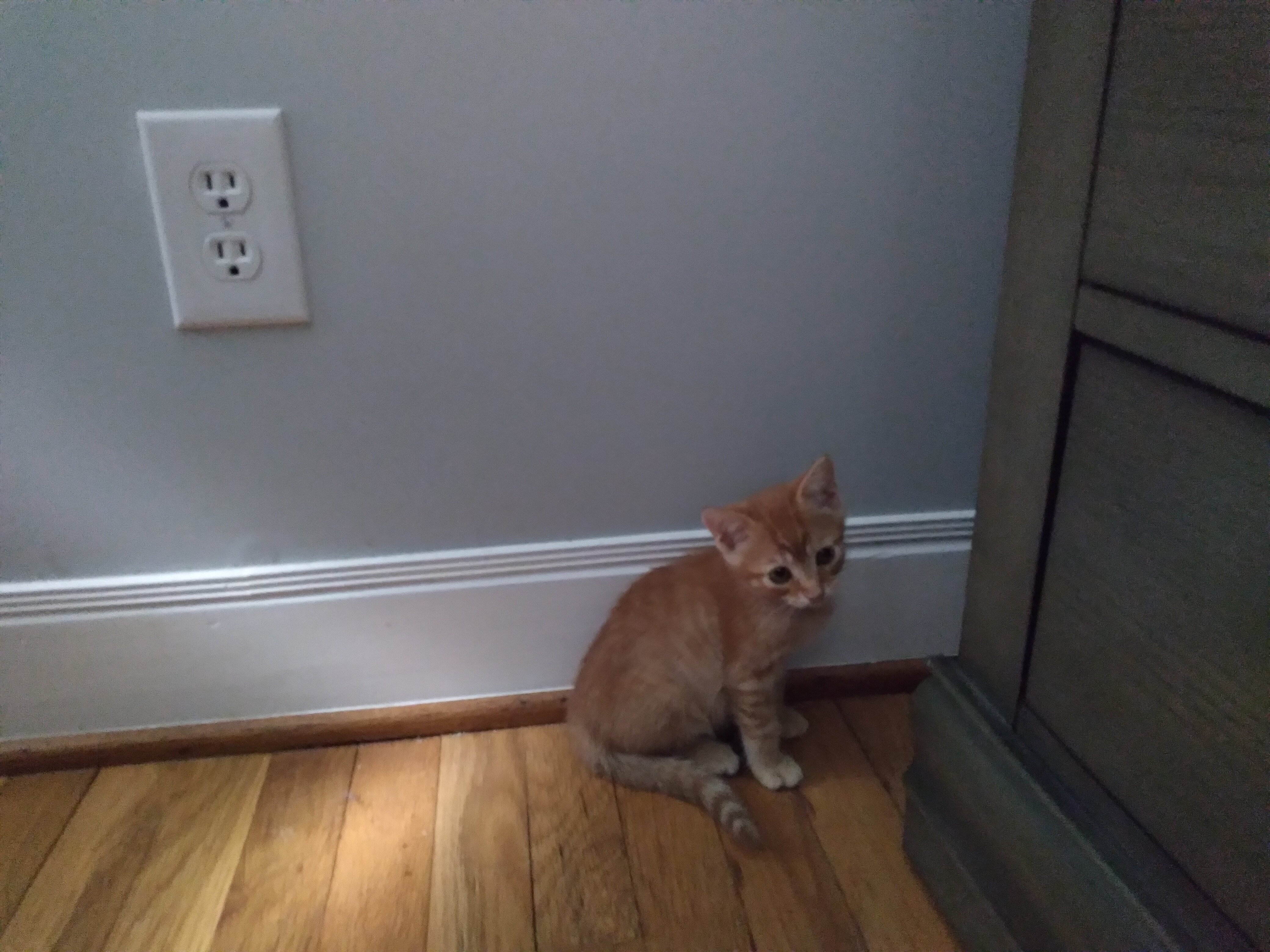 2 kittens image 2