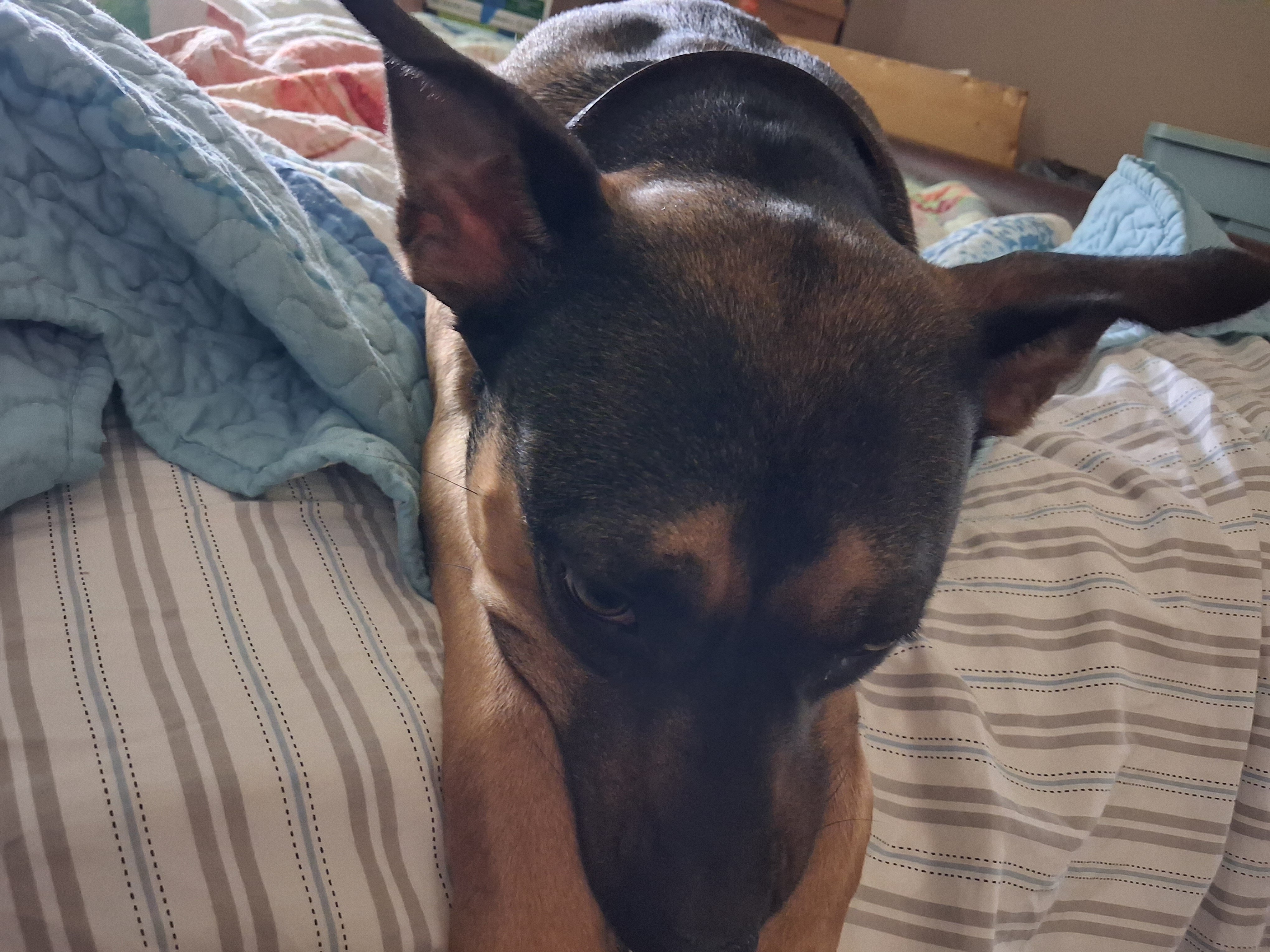 American Pit Bull Terrier image 2