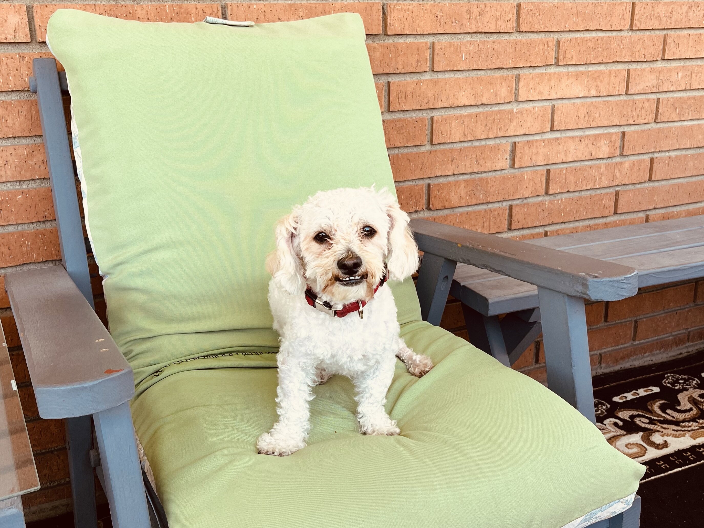 Todd a little dog image 5