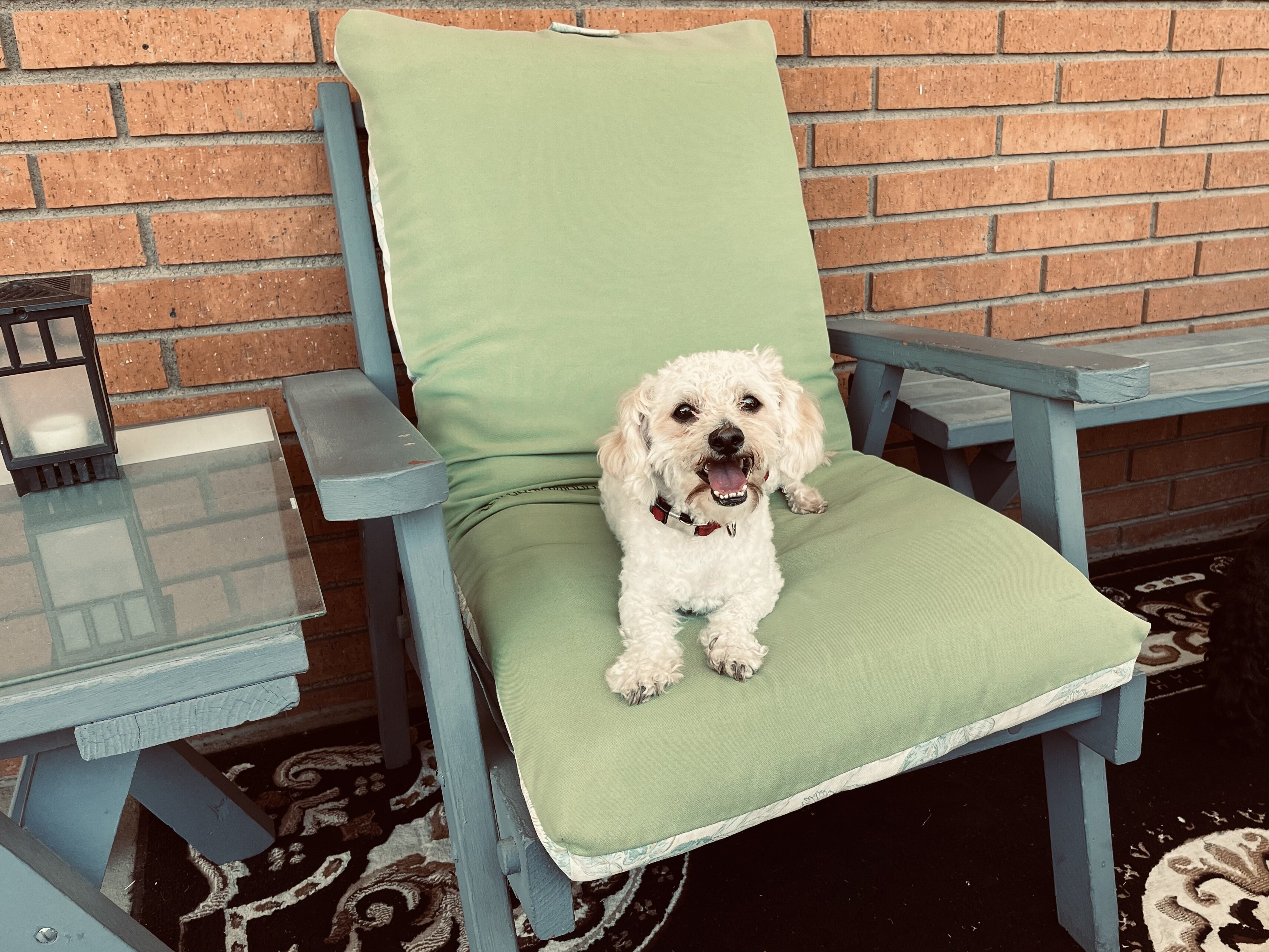 Todd a little dog image 4
