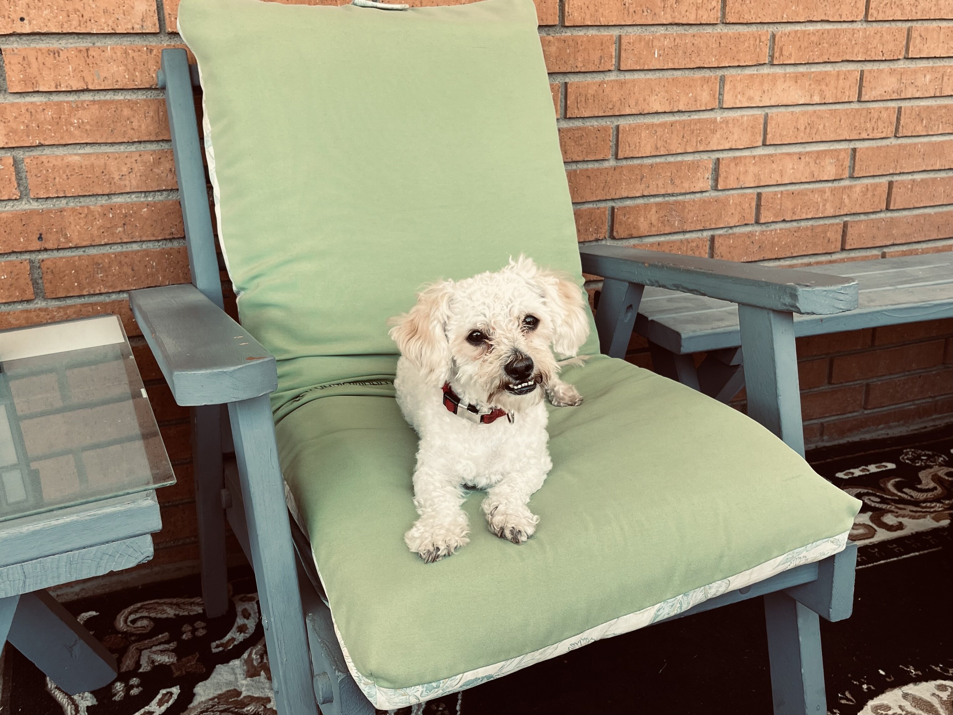 Todd a little dog image 3