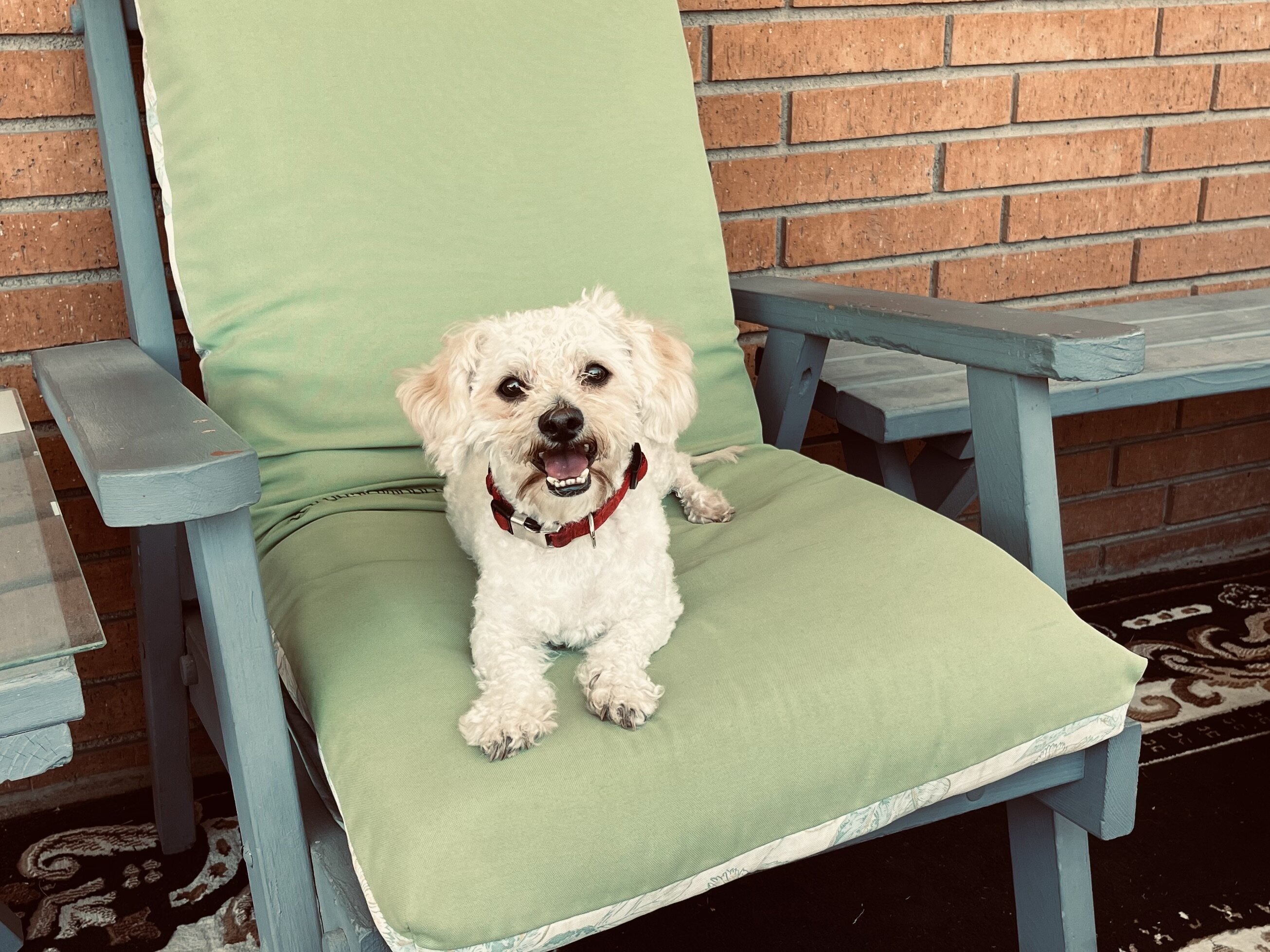 Todd a little dog image 2
