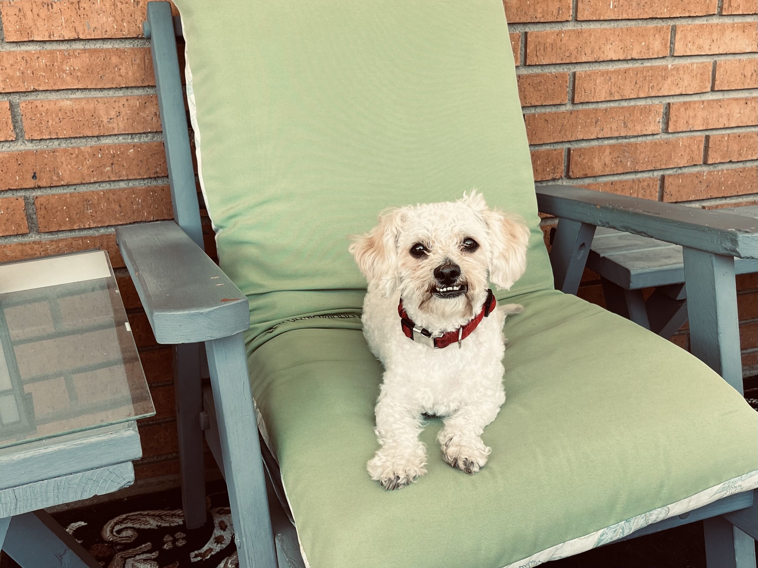 Todd a little dog image 1