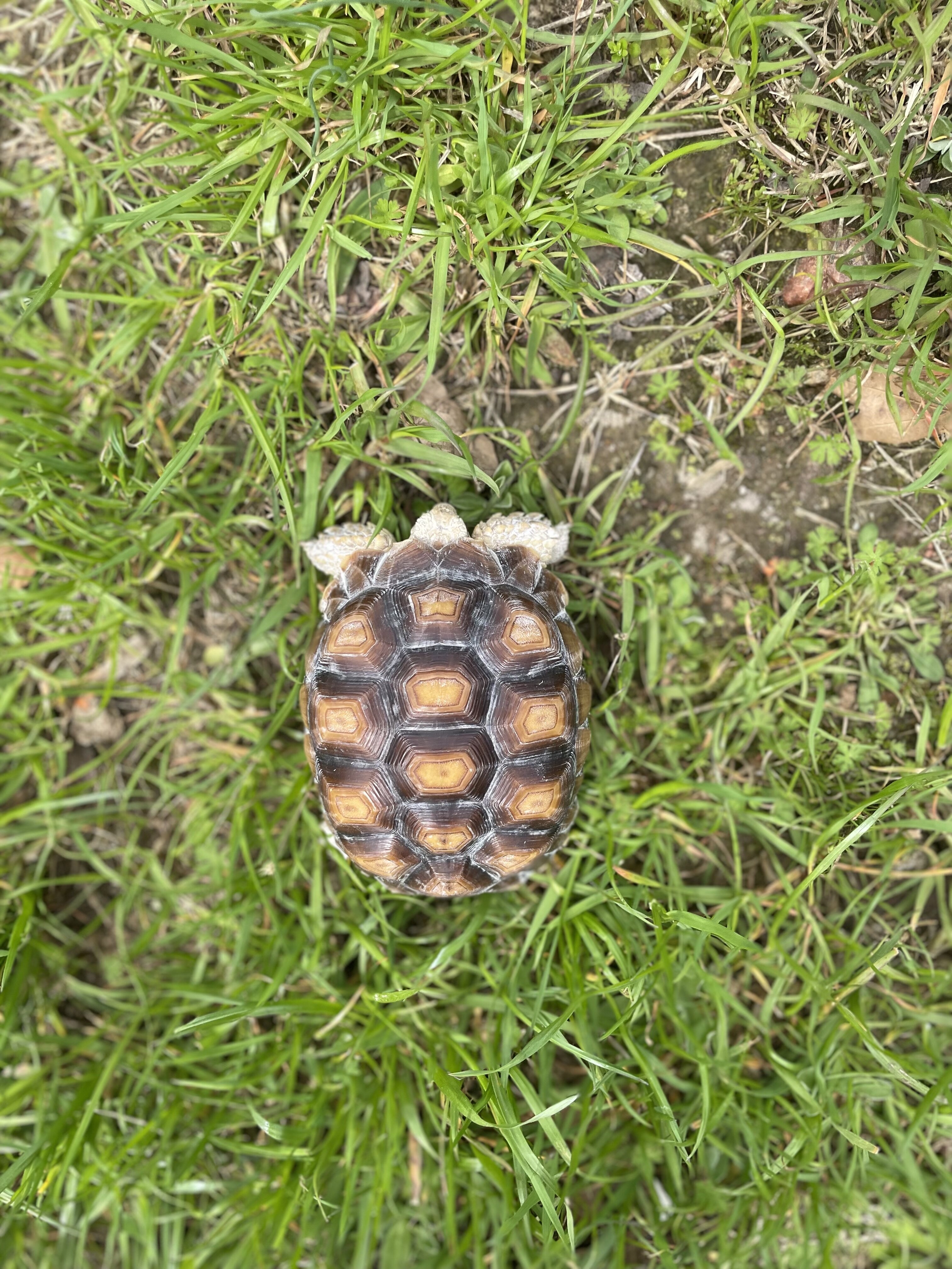 Sulcata Tortoise image 1