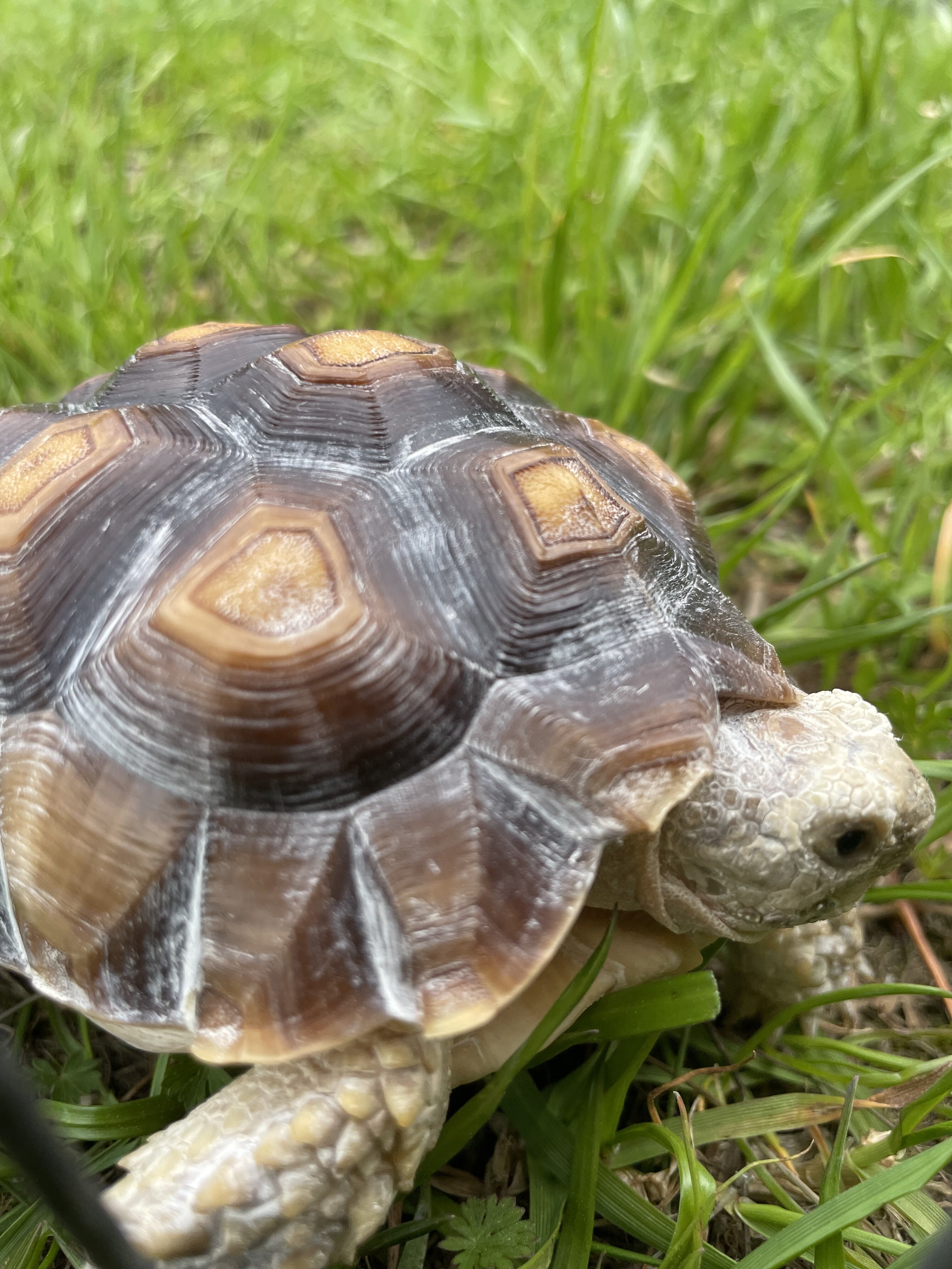 Sulcata Tortoise image 4