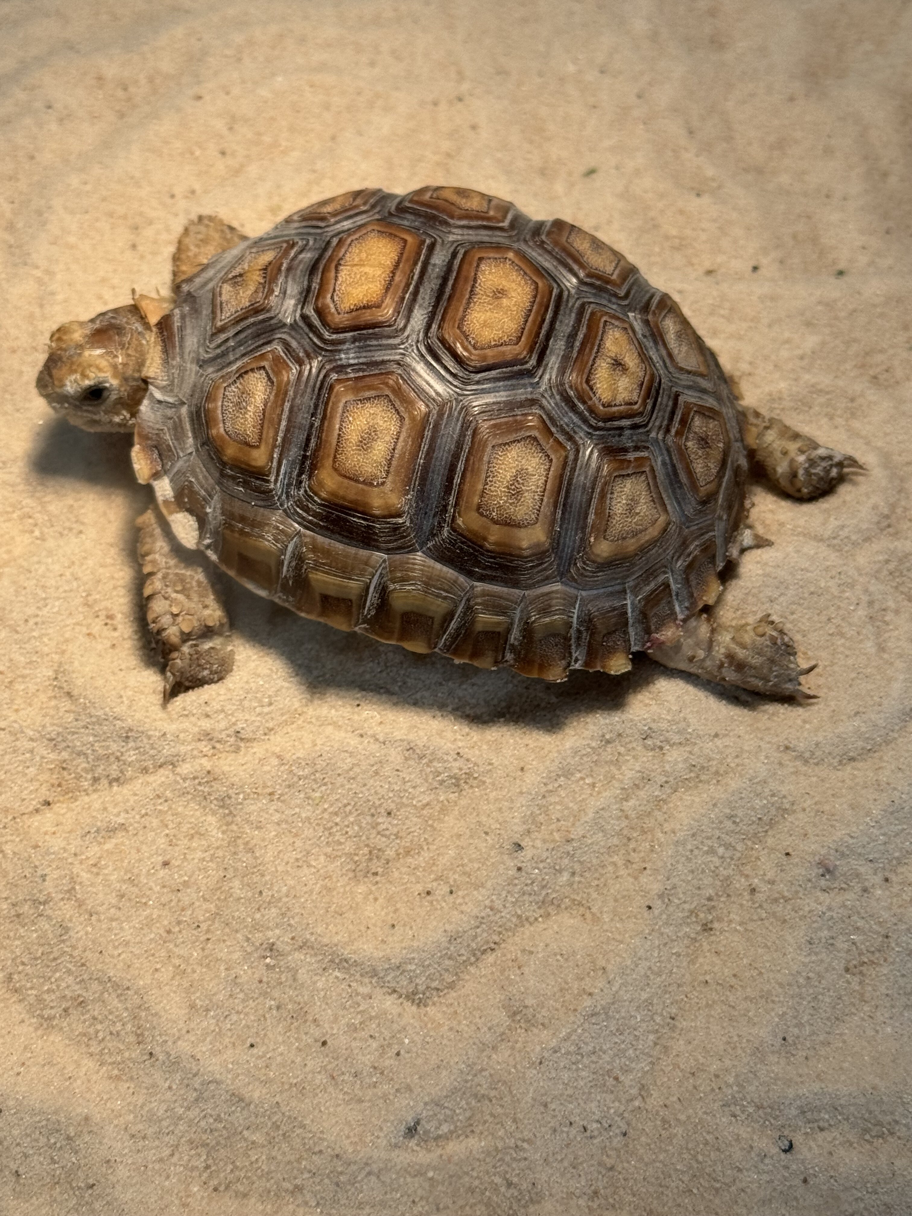 Sulcata Tortoise image 7