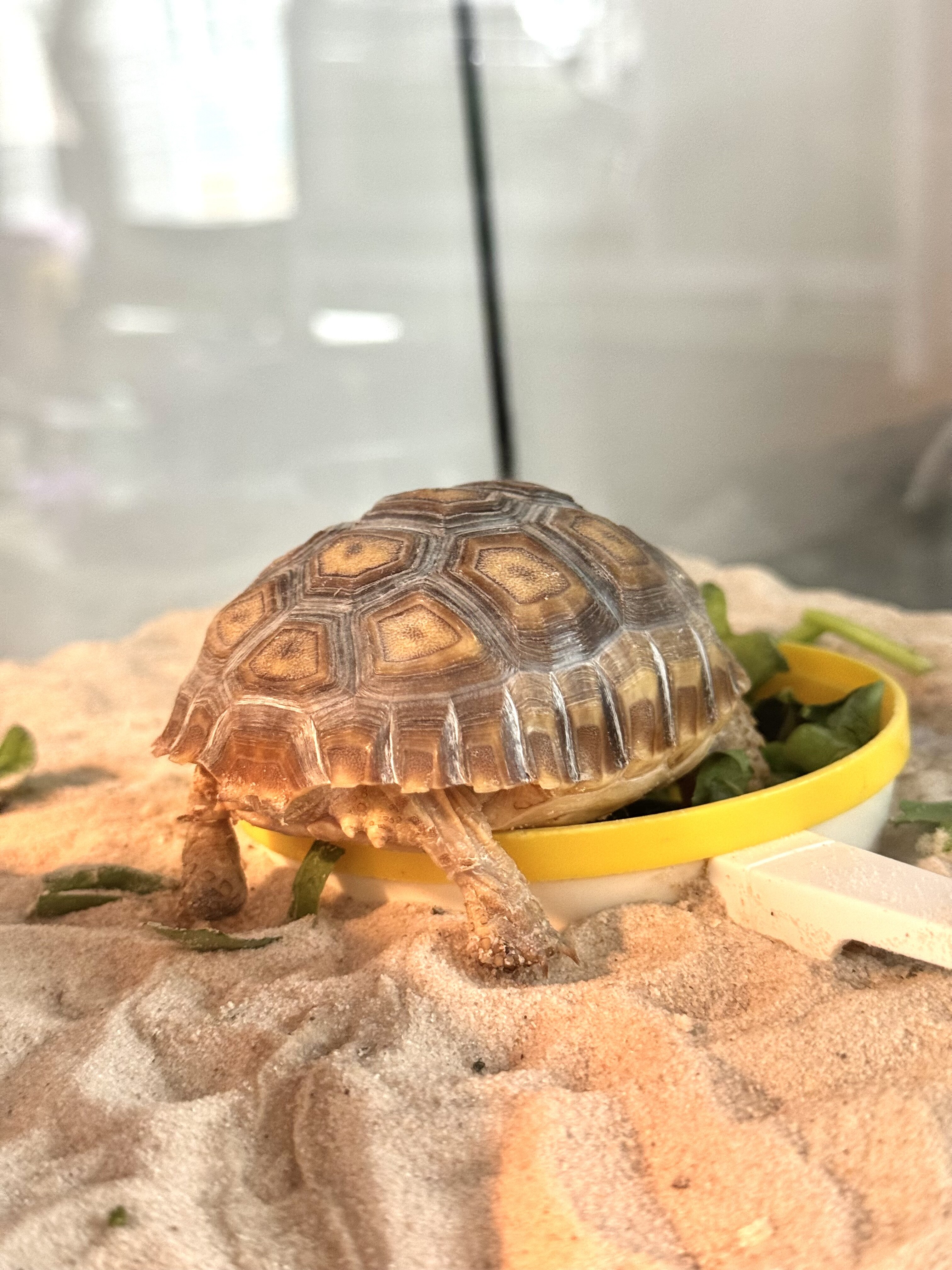 Sulcata Tortoise image 6