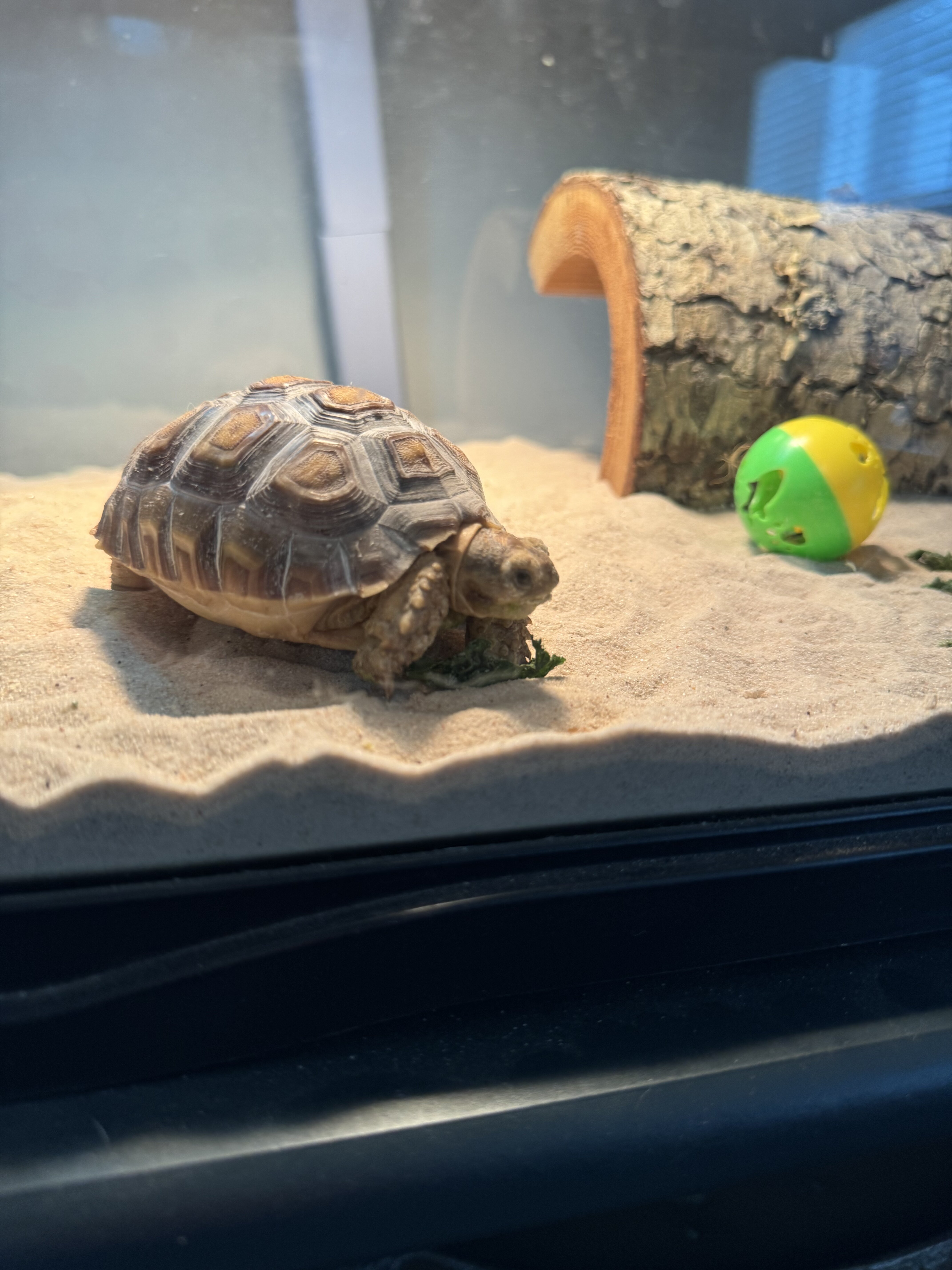 Sulcata Tortoise image 5