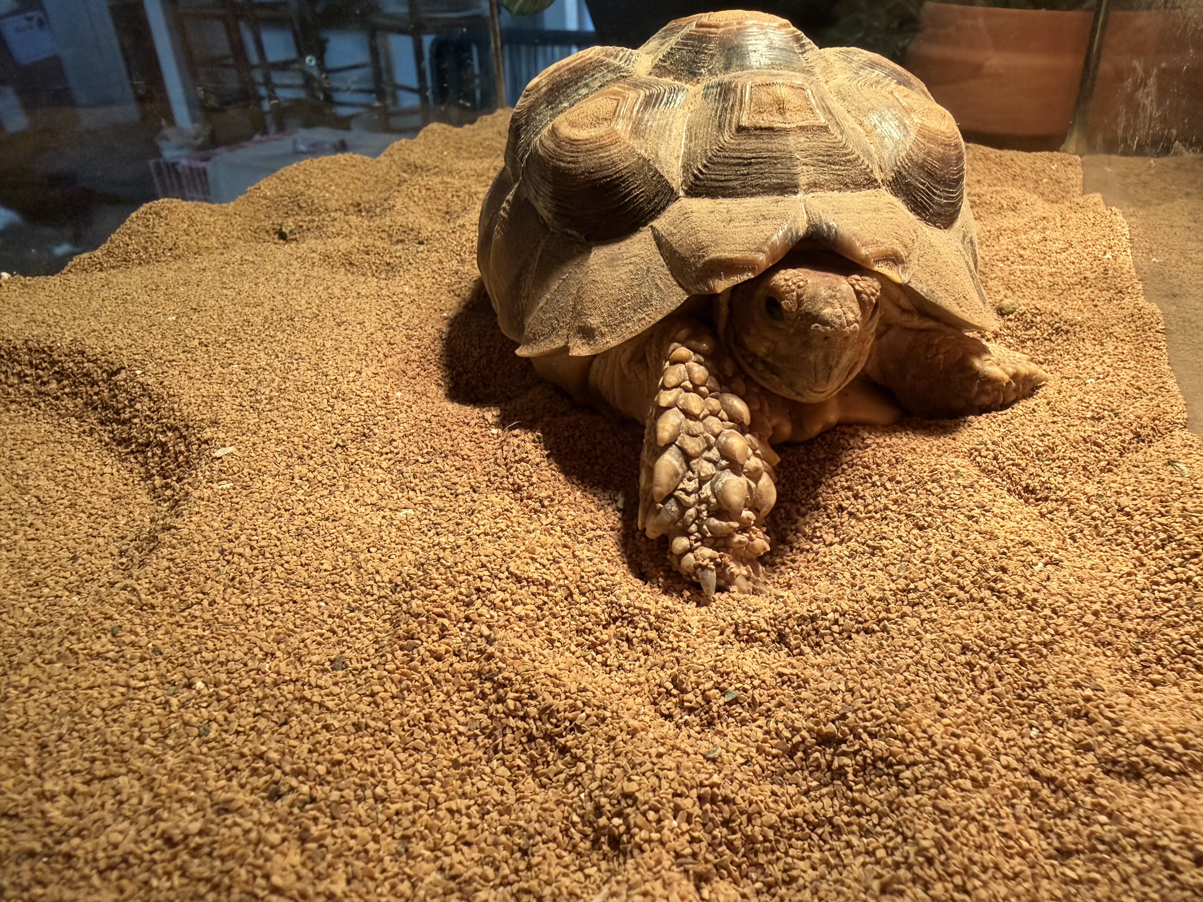 Sulcata Tortoise image 2