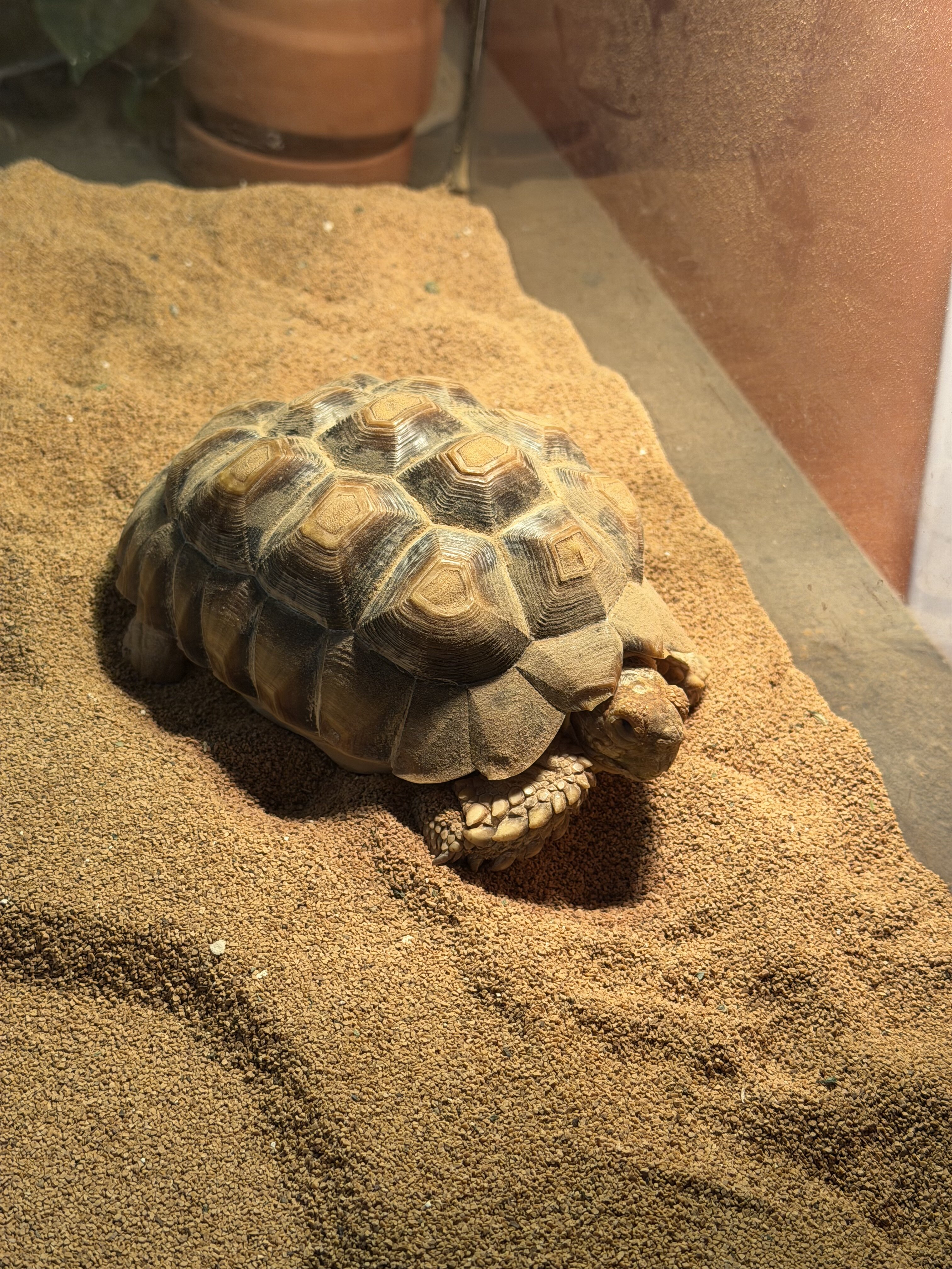 Sulcata Tortoise image 3