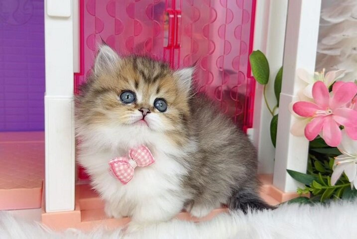 Munchkin Kittens Ready Now image 1