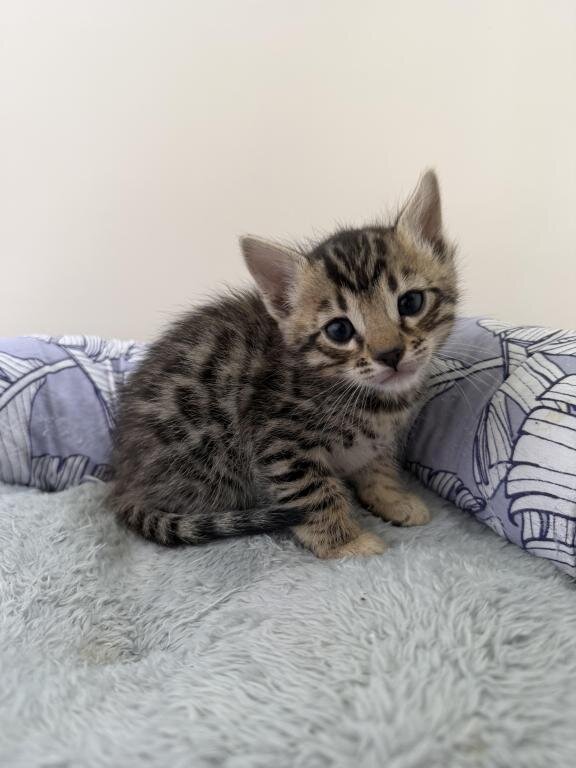 Bengal Kittens For Sale image 1