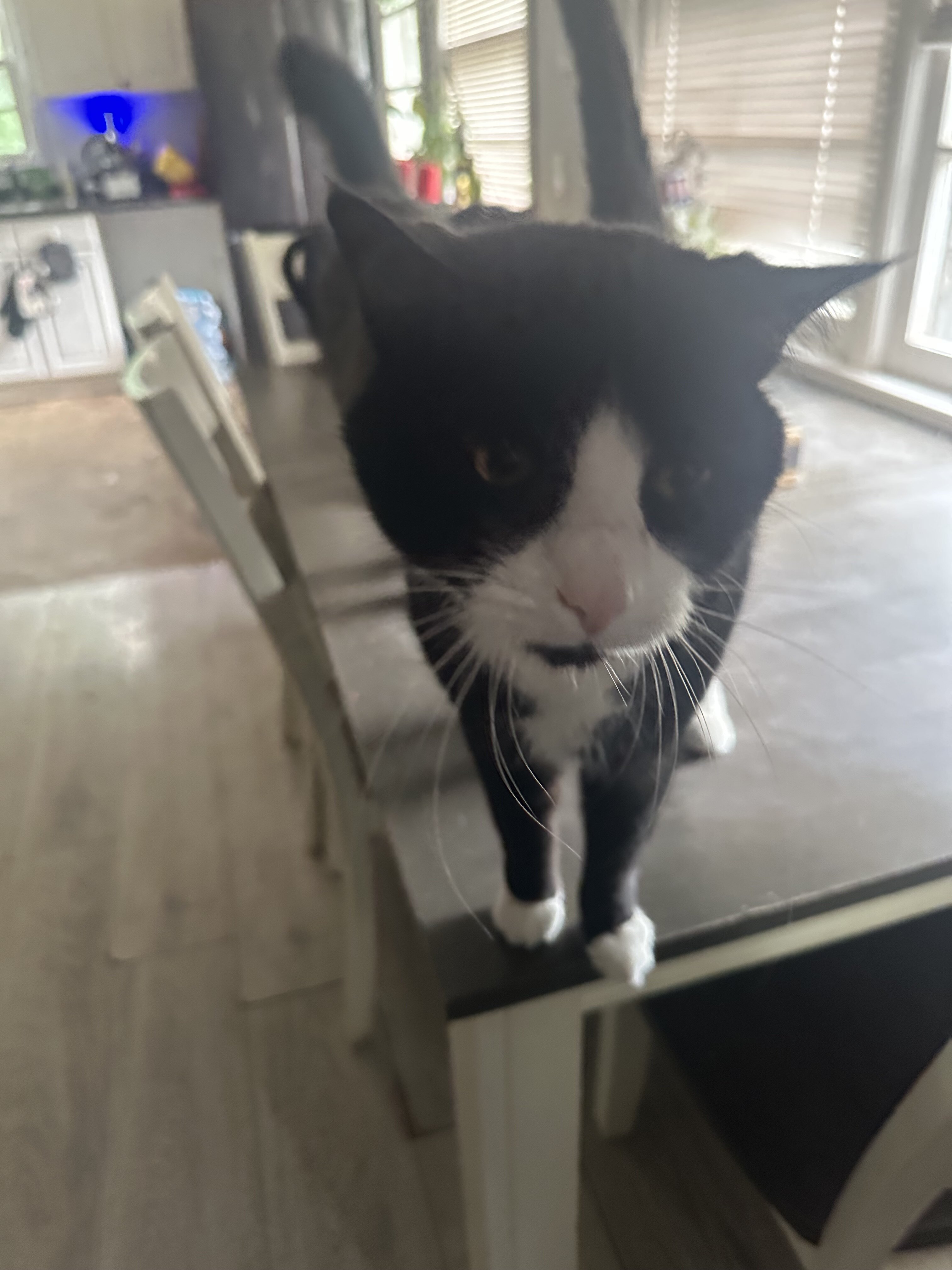 5year old tuxedo male cat image 2
