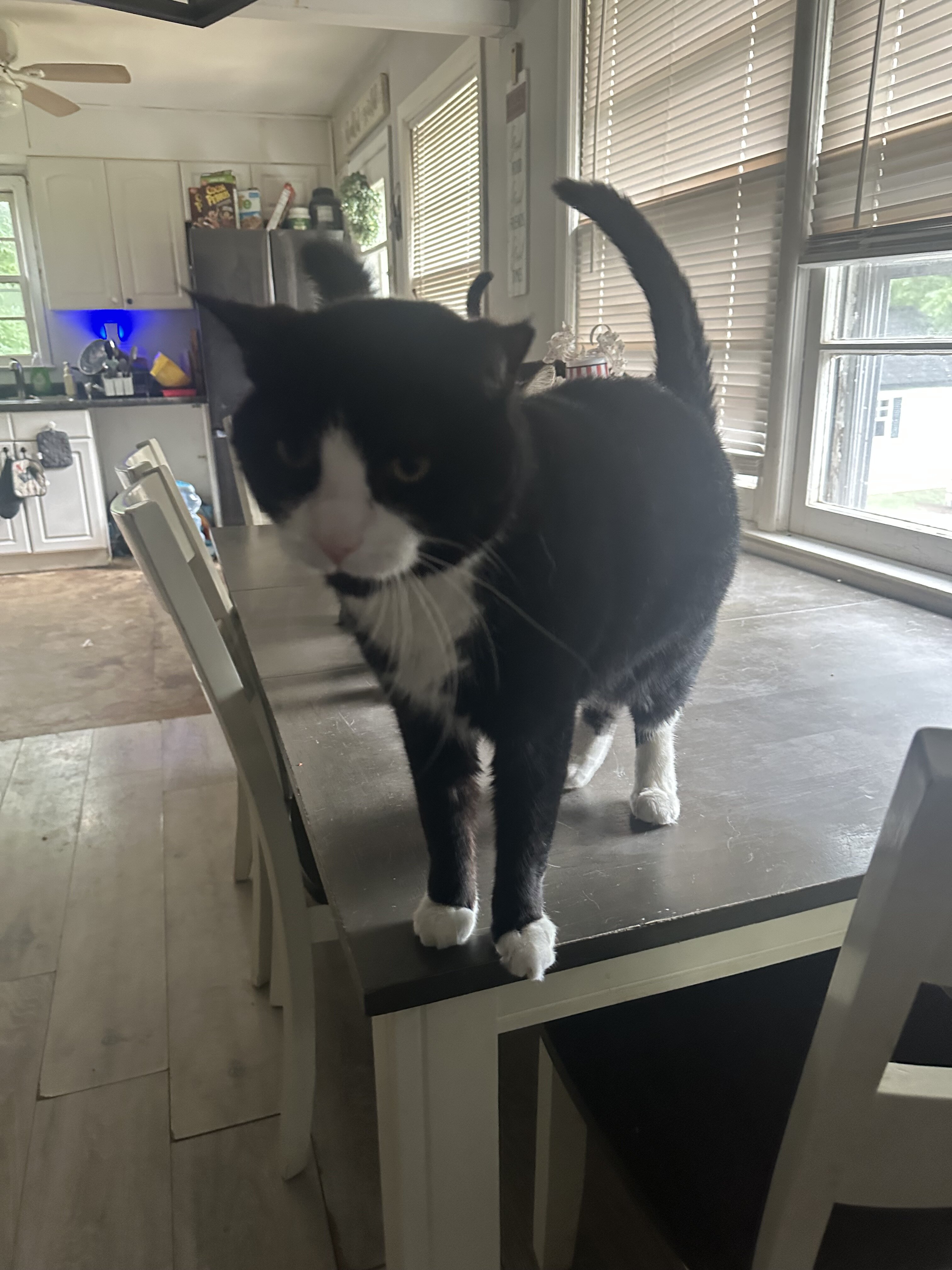 5year old tuxedo male cat image 1