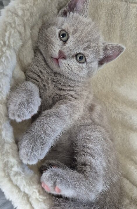 British Shorthair Kittens Ready For Good Home image 1