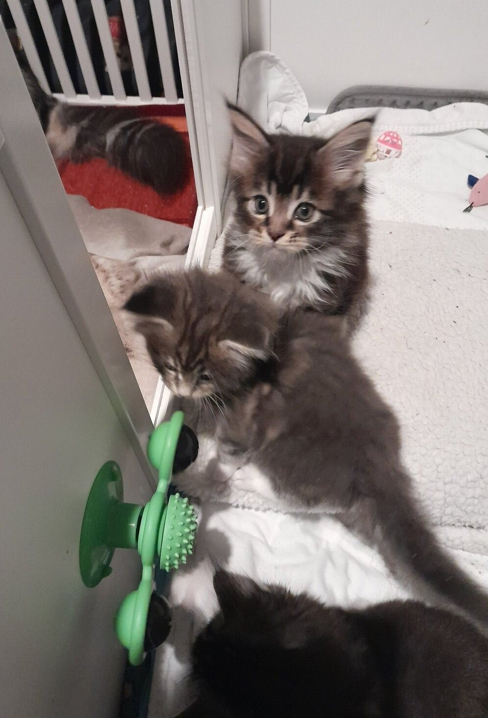 Maine Coon Kittens for sale image 1