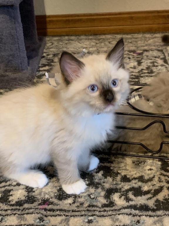 Playful Ragdoll Kittens image 1